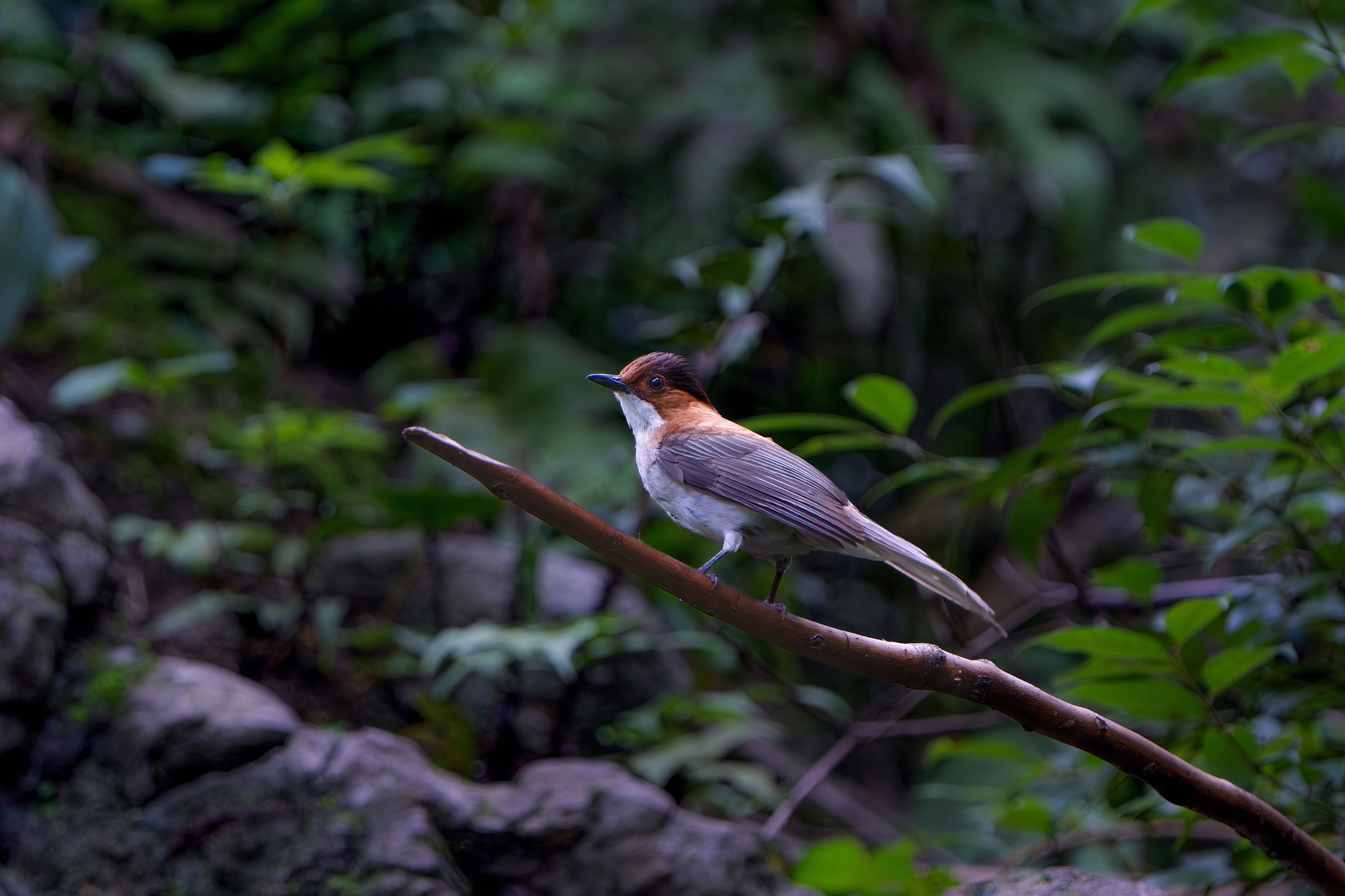 Bird perched on a branch in lush green forest · Free Stock Photo