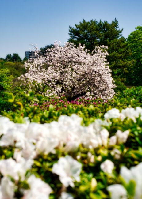 <b>Shinjuku Gyoen National Garden: Oase Ketenangan di Tengah Hiruk Pikuk Kota</b> <b>Shinjuku Gyoen National Garden: Oase Ketenangan di Tengah Hiruk Pikuk Kota</b>