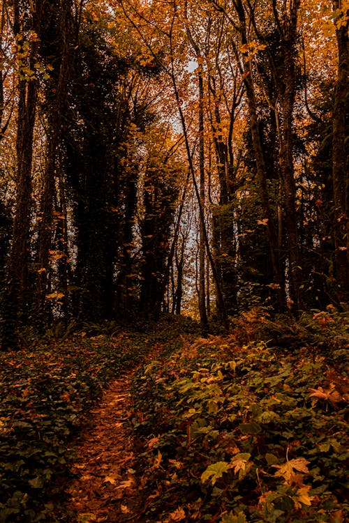 Weg Onder Bruine Bomen