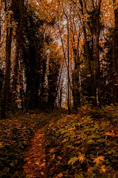 在茂密的森林中，沿着一条宁静的秋季小径探索，四周环绕着充满活力的秋叶，非常适合大自然爱好者