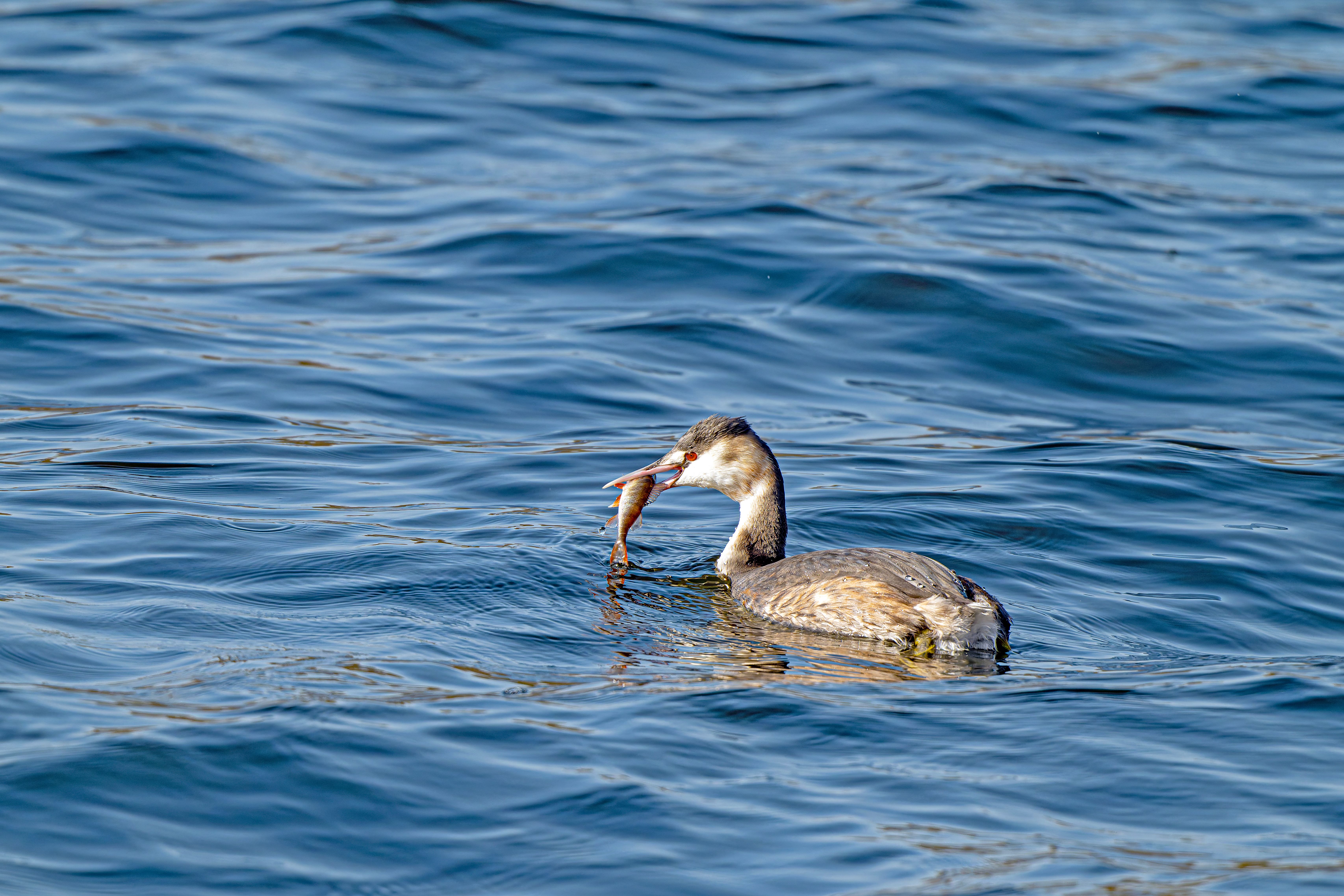 Great Crested Grebe with Prey in Water · Free Stock Photo