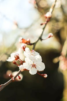 Delicate cherry blossoms captured in warm sunlight, symbolizing the beauty of springtime rebirth.