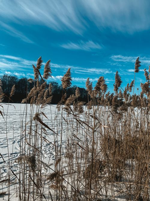 Free Serene winter scene with snow-covered ground and tall grass against a clear blue sky. Stock Photo