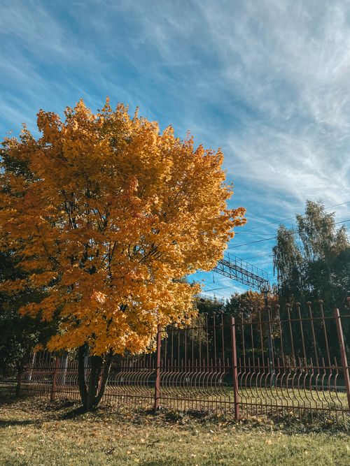 Free A vibrant autumn scene featuring a golden-leaved maple tree against a clear blue sky. Stock Photo