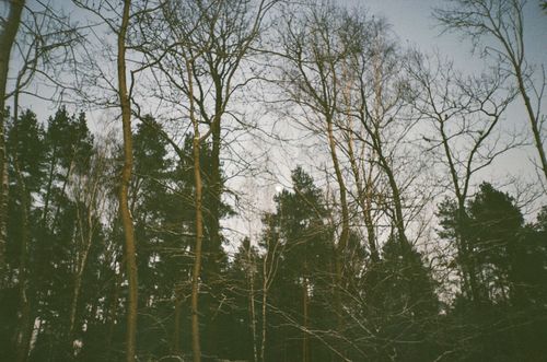 Free Tranquil winter forest scene with bare trees and evergreen pines during twilight. Stock Photo