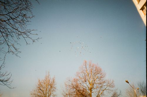 Free A flock of birds flying in a clear blue sky above bare winter trees. Stock Photo