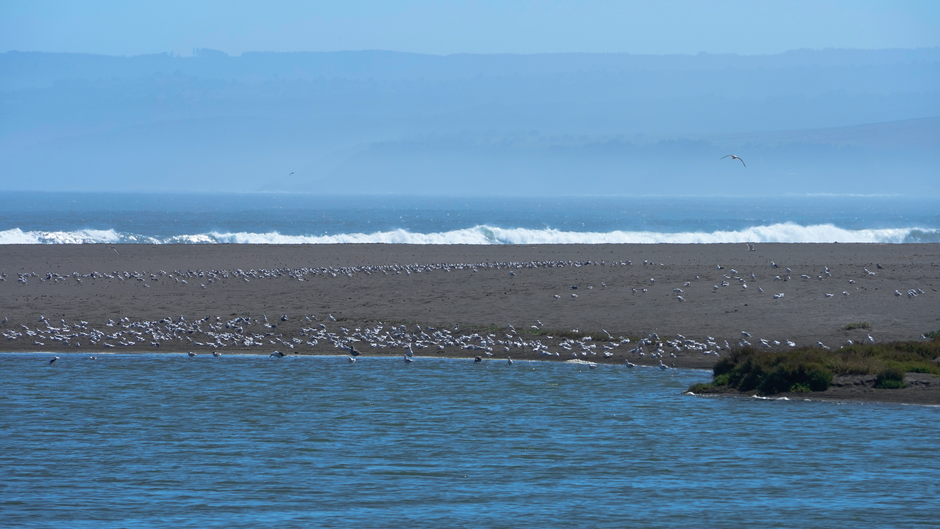 Otra foto de Pichilemu