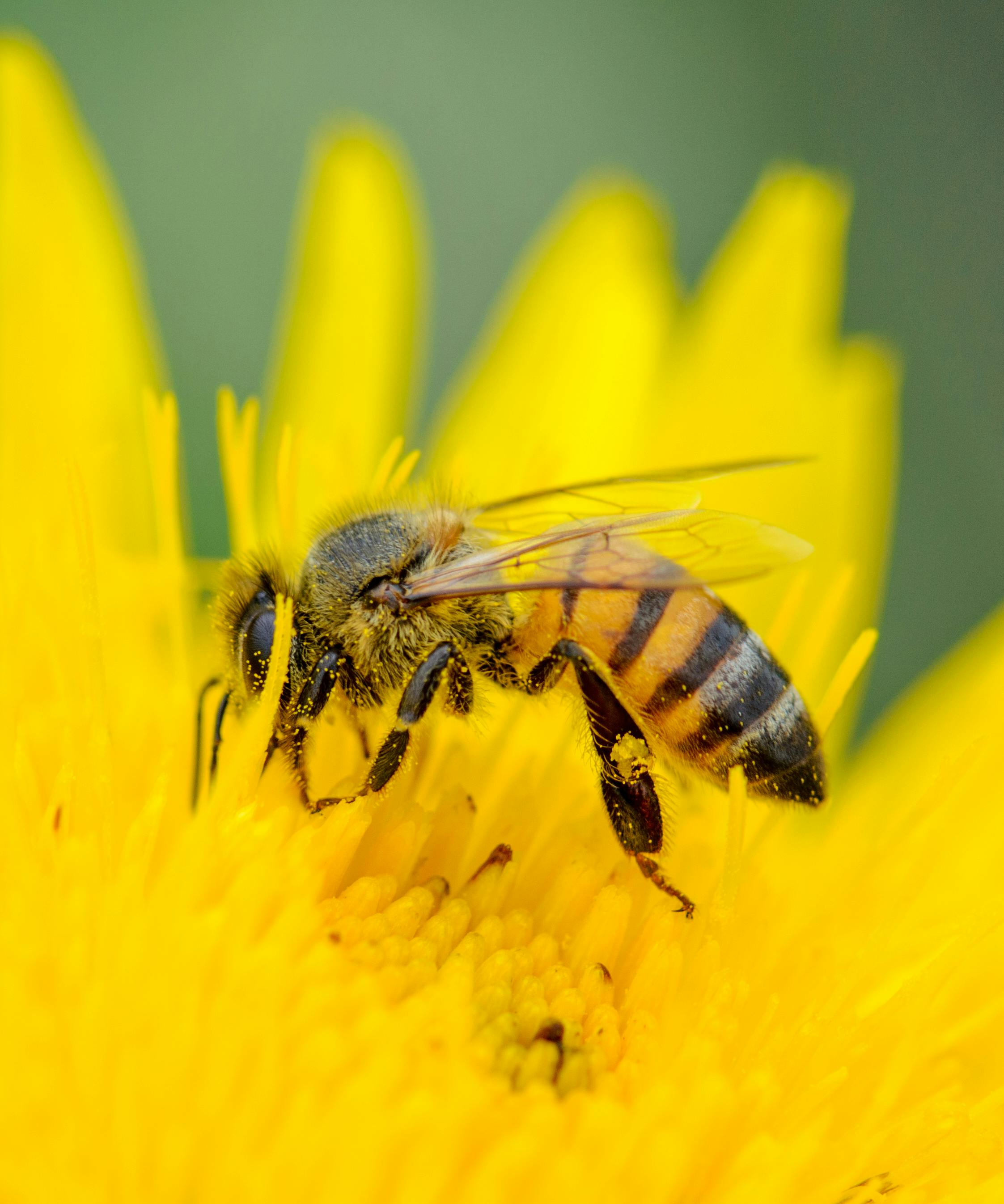 Honey bee collecting pollen on a bright yellow flower in Alberton, South Africa.