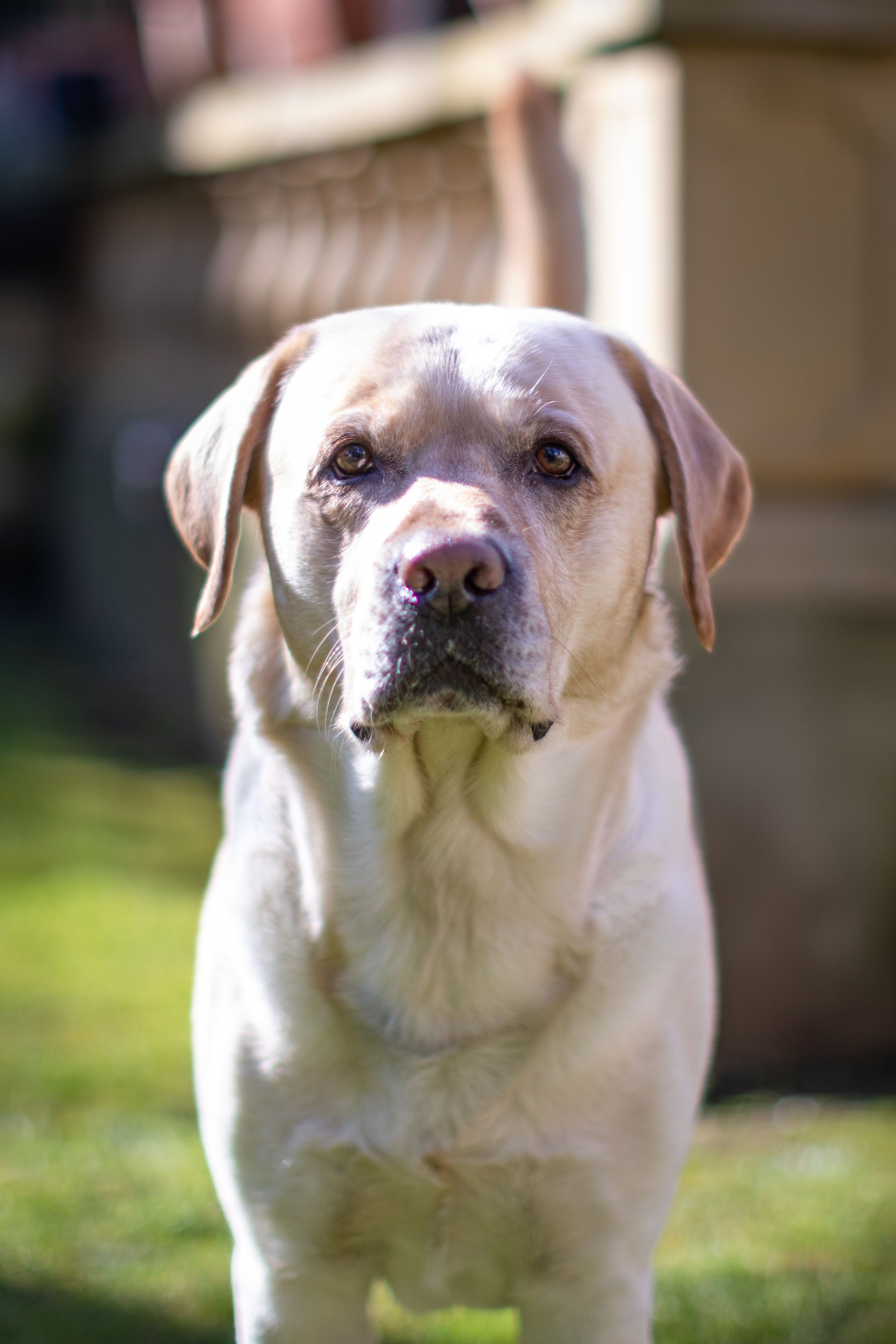 Golden Labrador Portrait in Sunshine · Free Stock Photo
