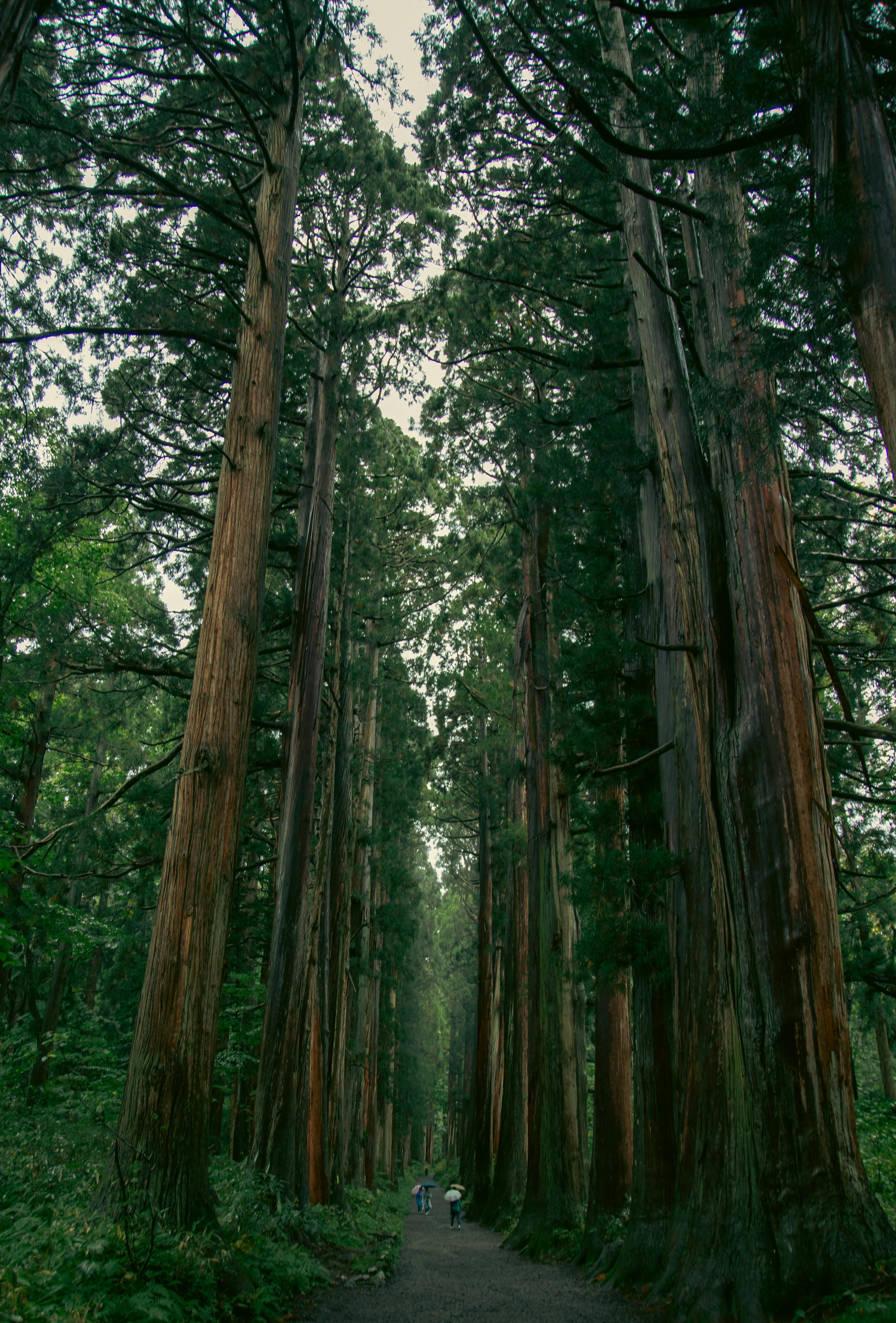 Stunning view of towering cedar trees lining a serene pathway in Nagano, Japan. Ideal for nature themes.