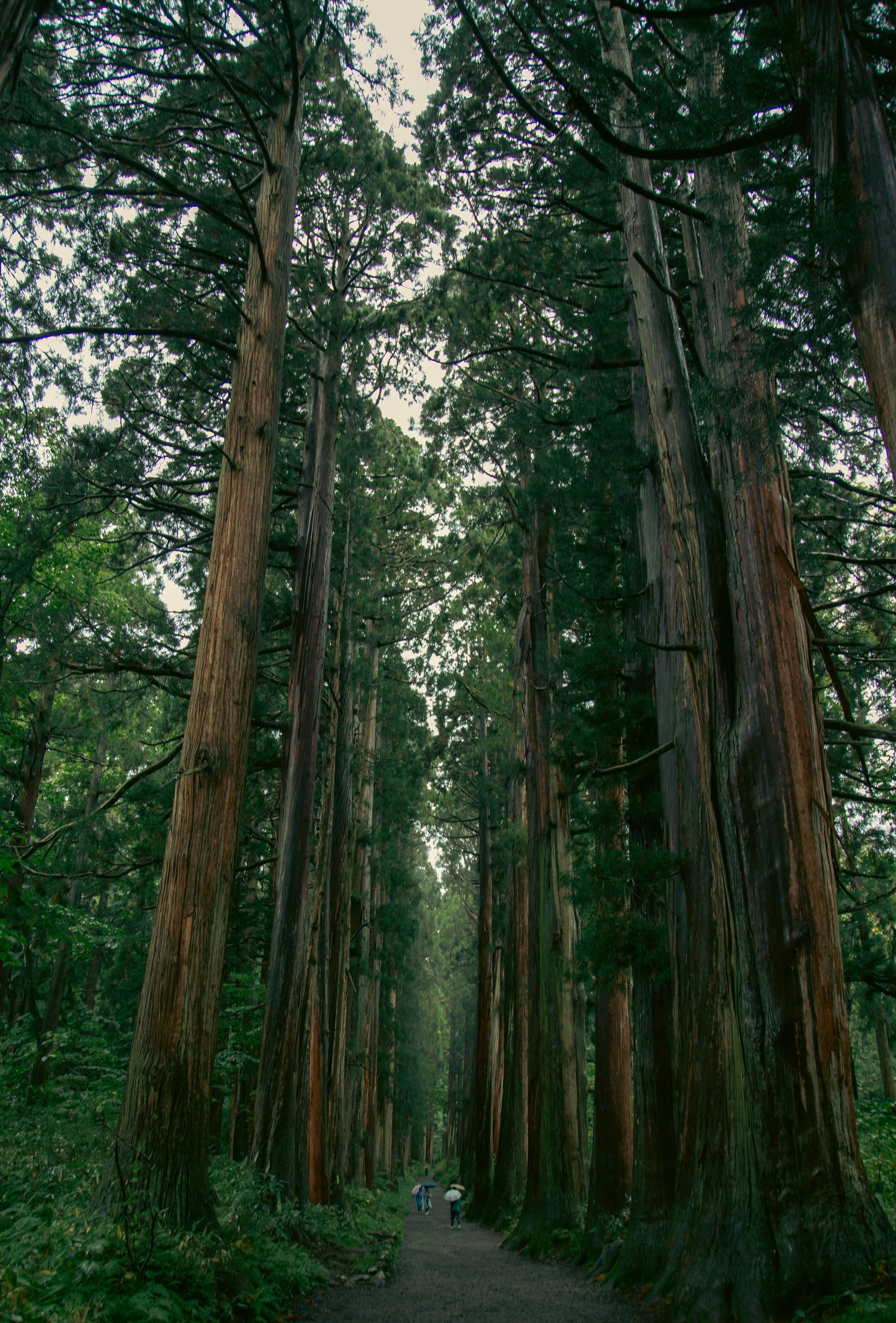 Ancient Japan Pilgrimage Trails Accidentally Built One of Earth’s Richest