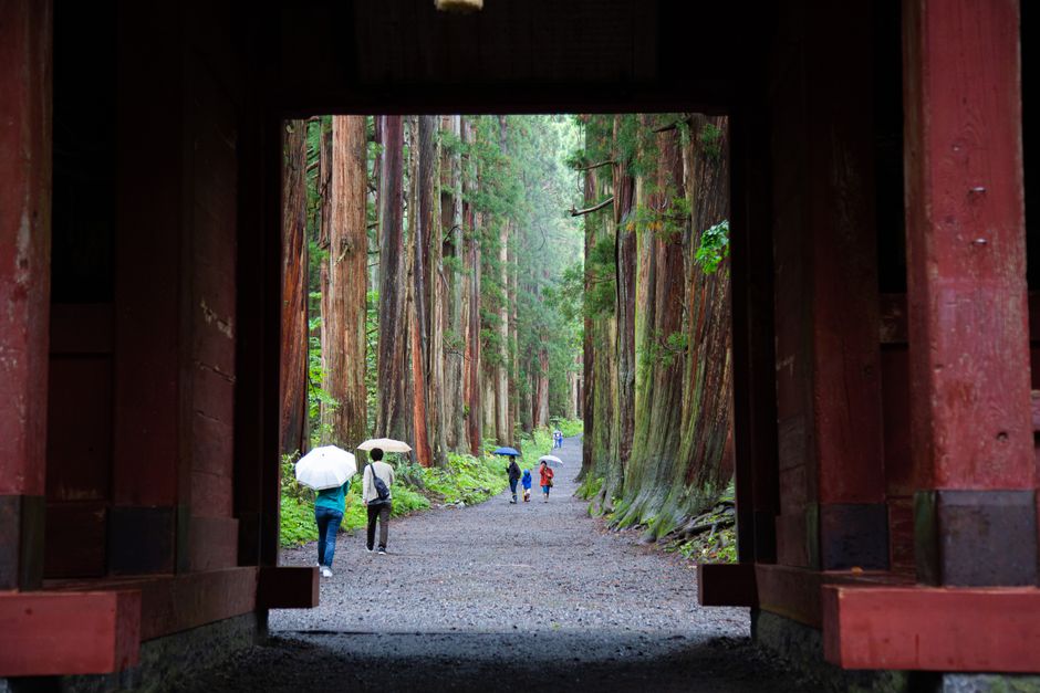 Cedar forest path in Nagano, Japan