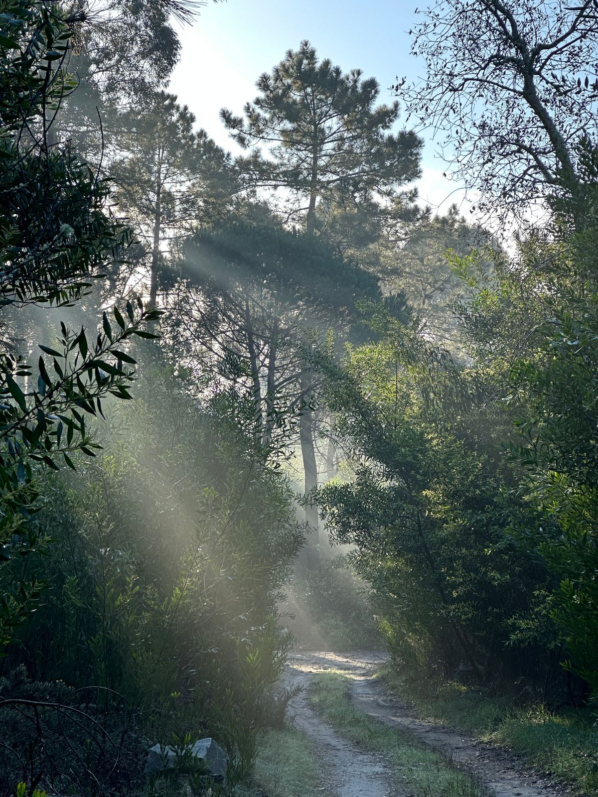 Luz a atravessar um pinhal — o pólo do fazer, yang