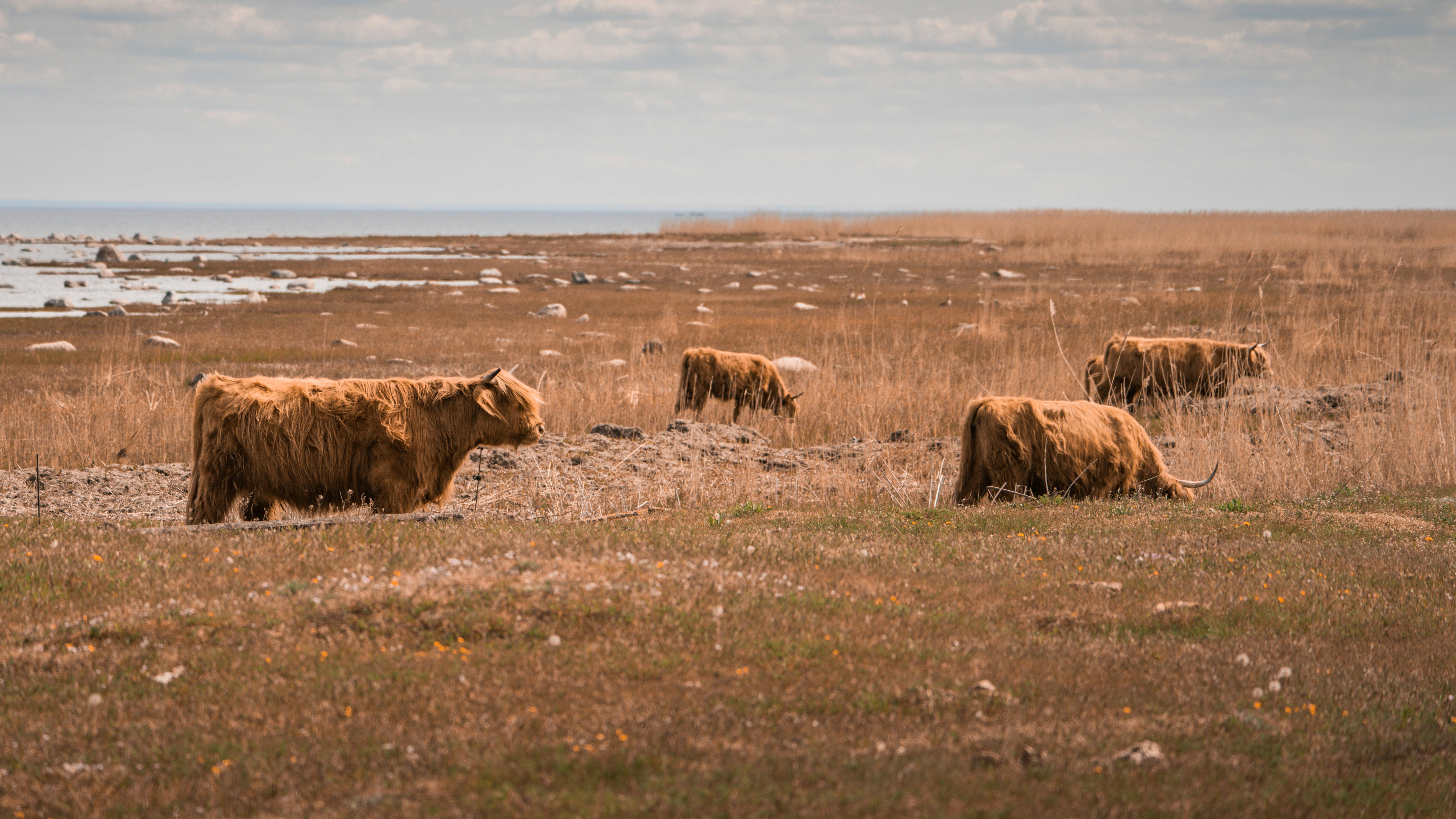 Beautiful Highland cattle grazing by the coast in Pärnu County, Estonia on a sunny day.