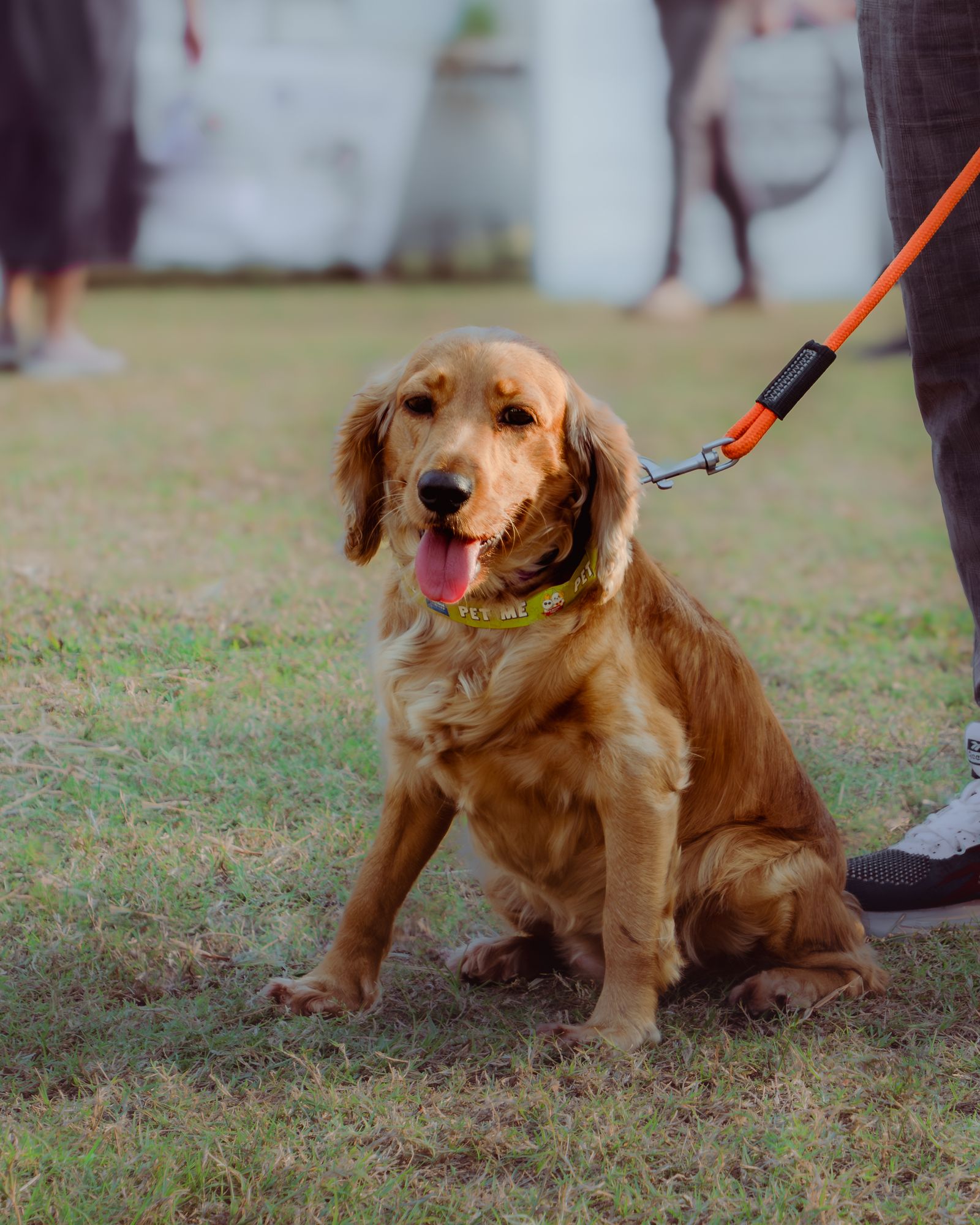 Leashed dog walking service