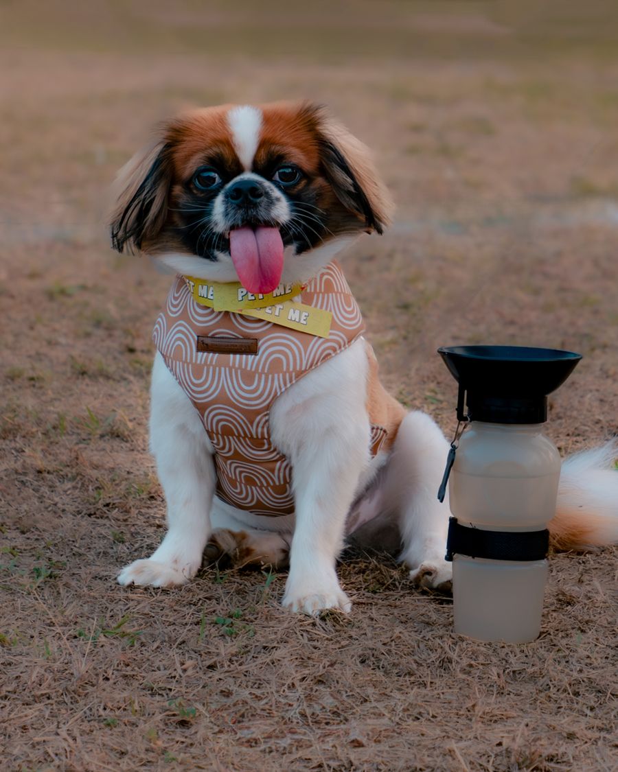 Portable Pet Water Bottle