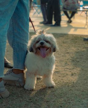 Cute fluffy dog on a leash enjoying a sunny day at an outdoor event with people around.