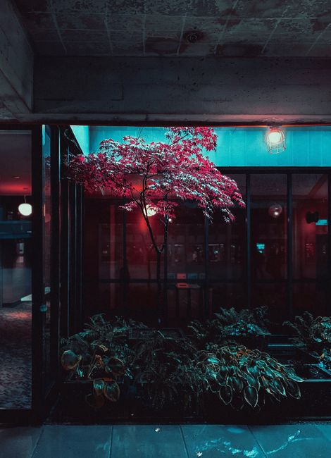 Flowers bed with green decorative plants and small tree arranged on terrace of building with glass walls on night street
