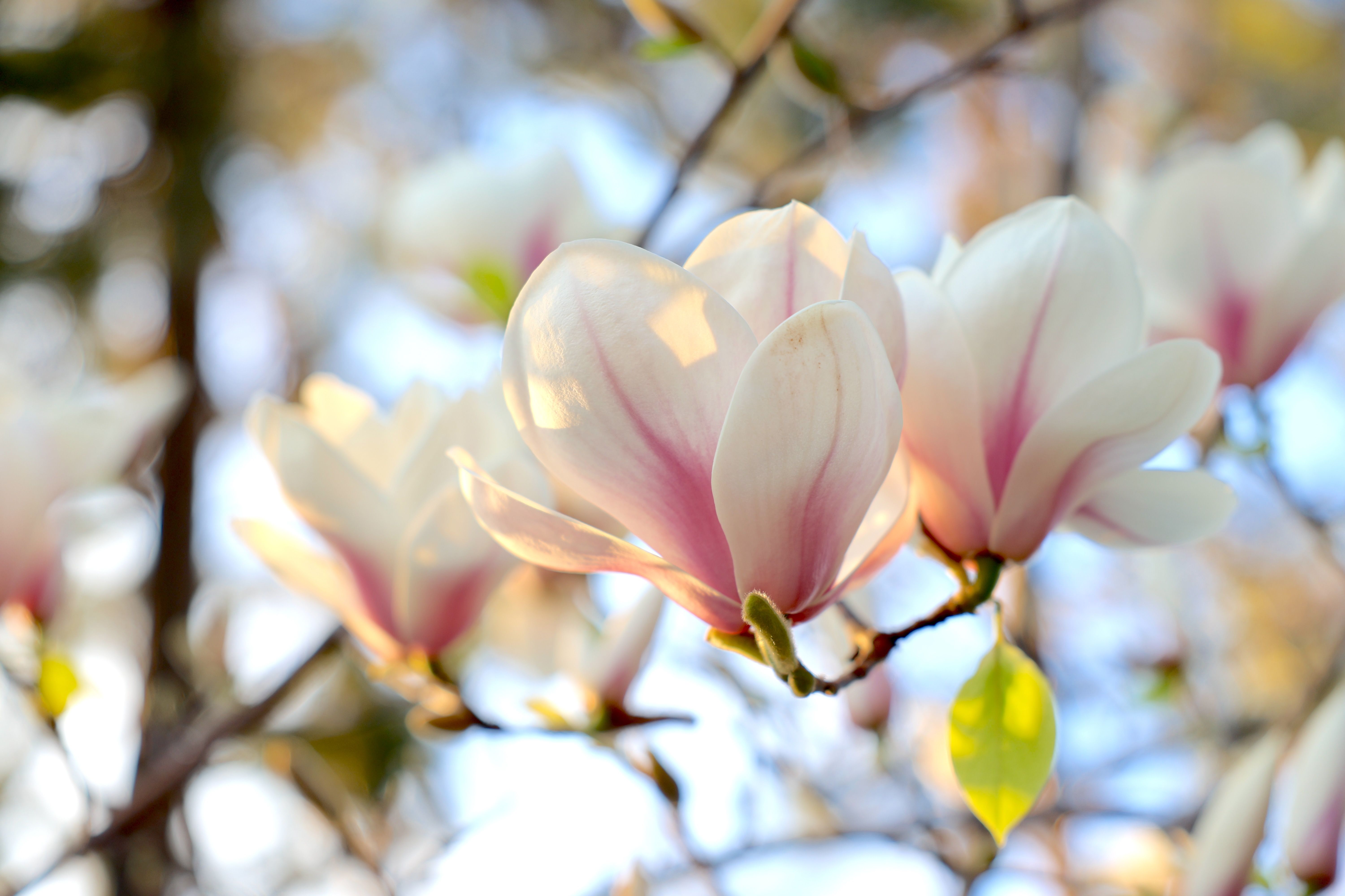 Beautiful Magnolia Blossoms in Spring Sunshine · Free Stock Photo