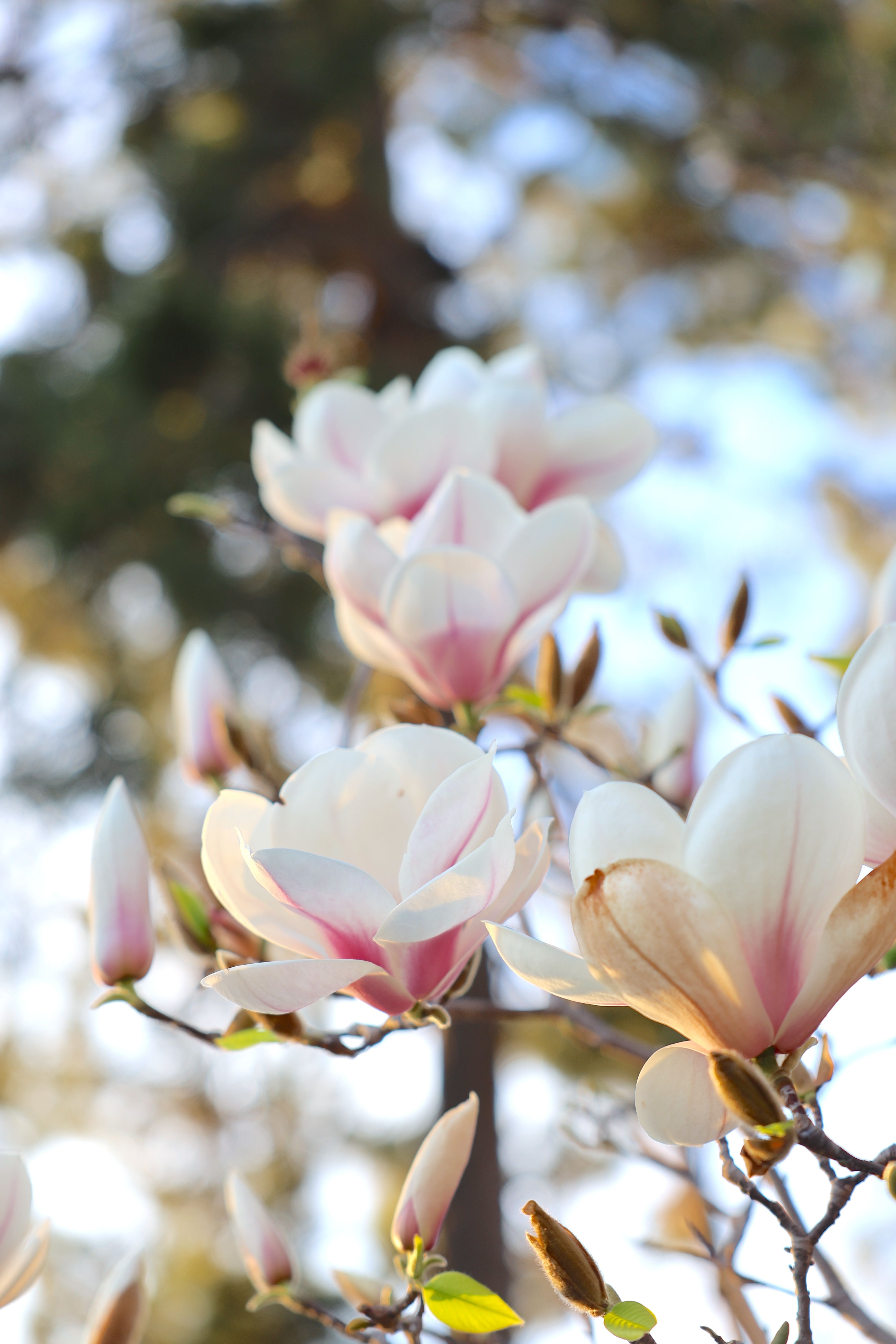 Elegant White Magnolia Blossoms in Spring Sunlight · Free Stock Photo