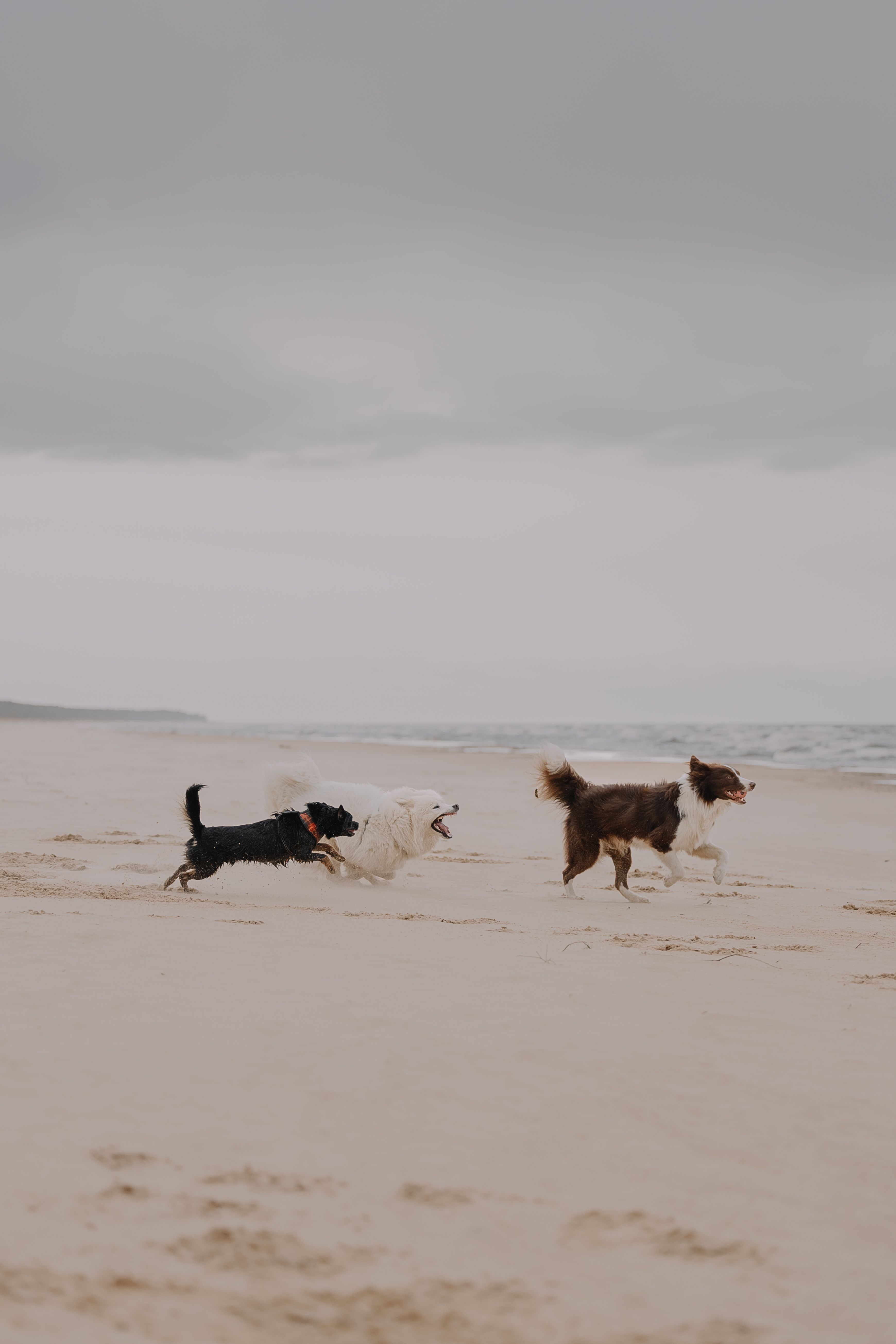 Dogs Playing on a Sandy Beach During Overcast Day · Free Stock Photo