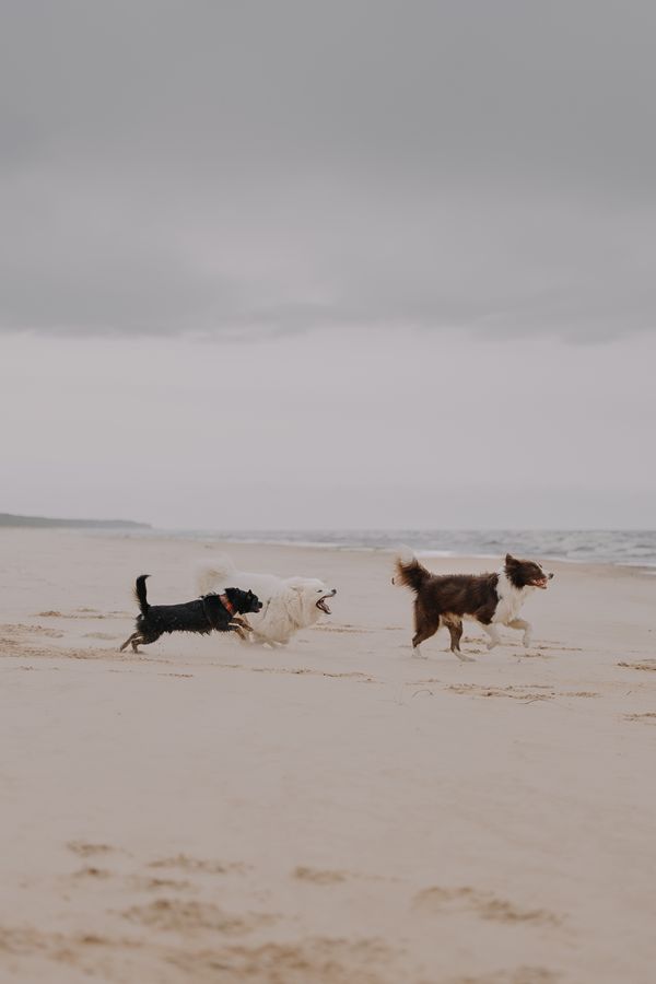Dogs Enjoying a Playful Day at the Beach · Free Stock Photo