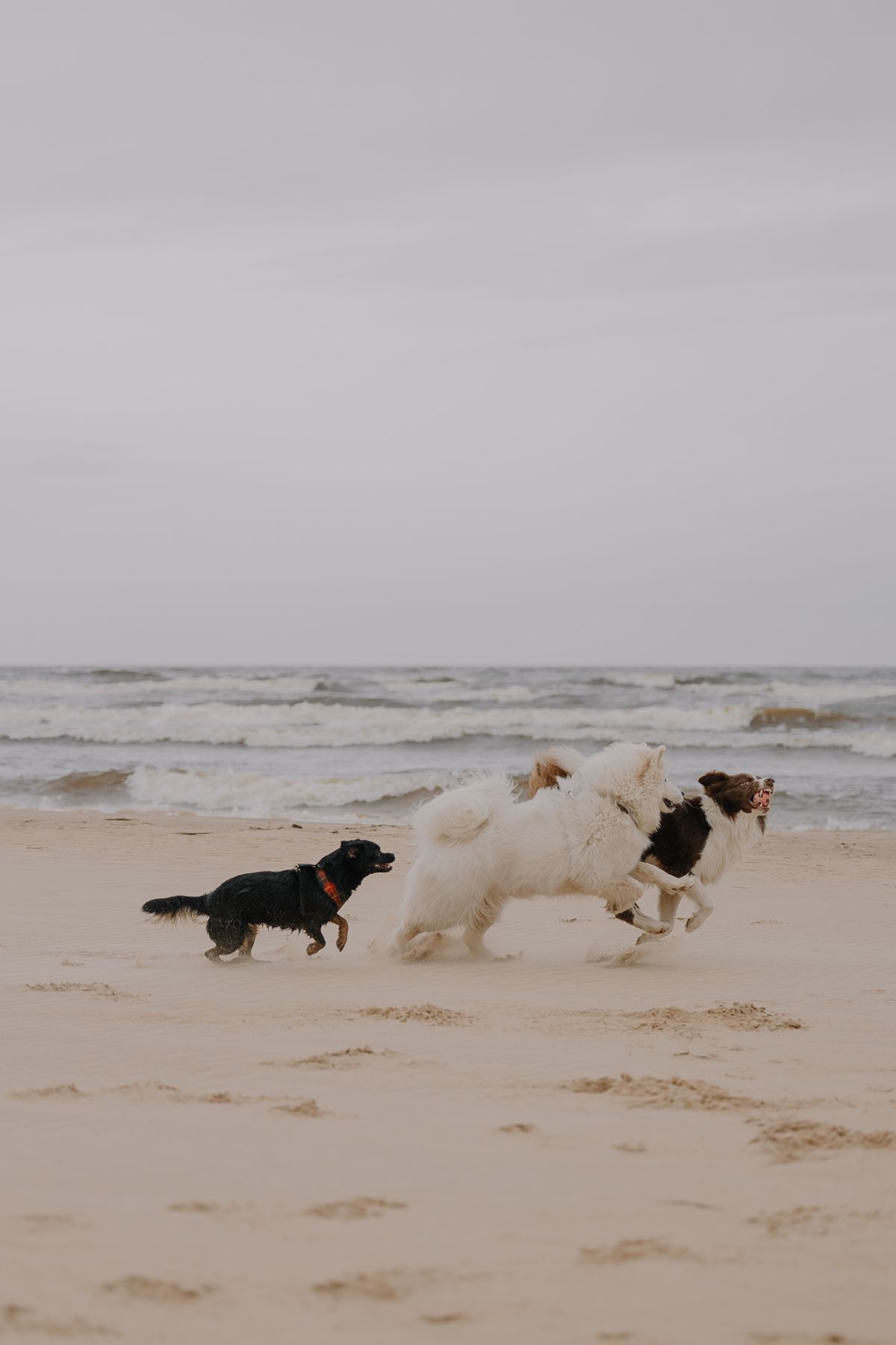 Dogs Enjoying a Playful Day at the Beach · Free Stock Photo
