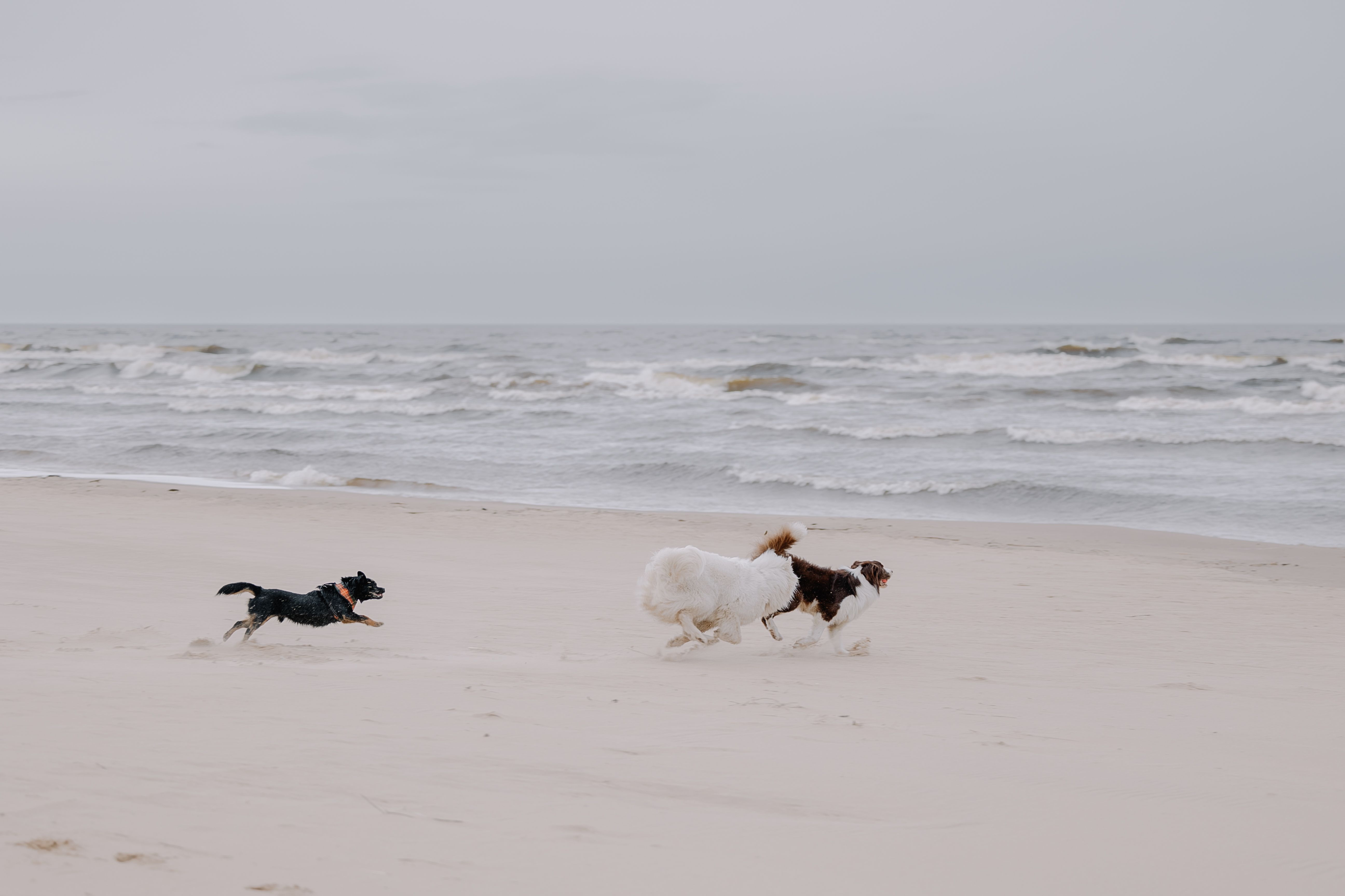 How can I control my dog around other dogs?