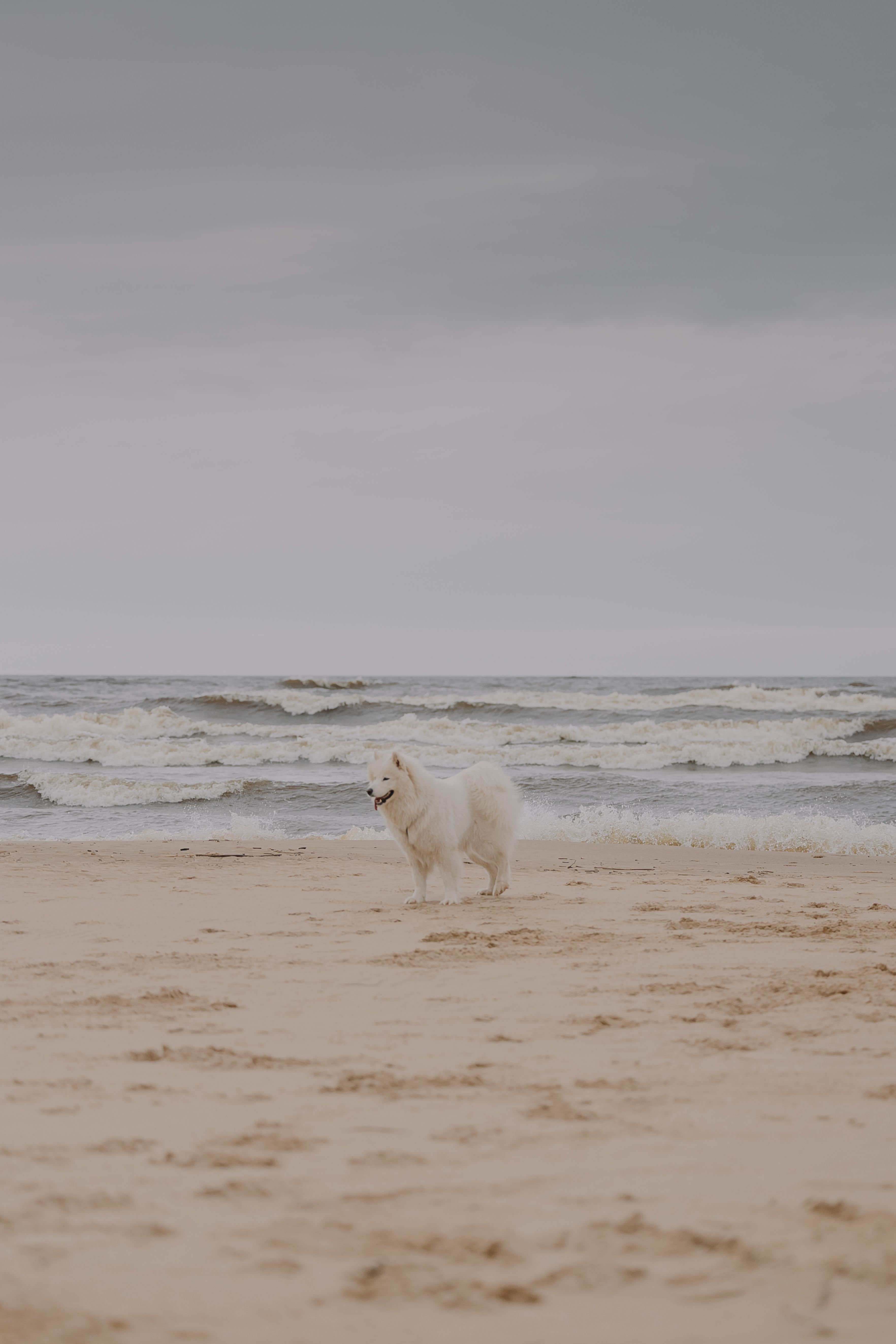 White Samoyed Dog on a Beach in Overcast Weather · Free Stock Photo