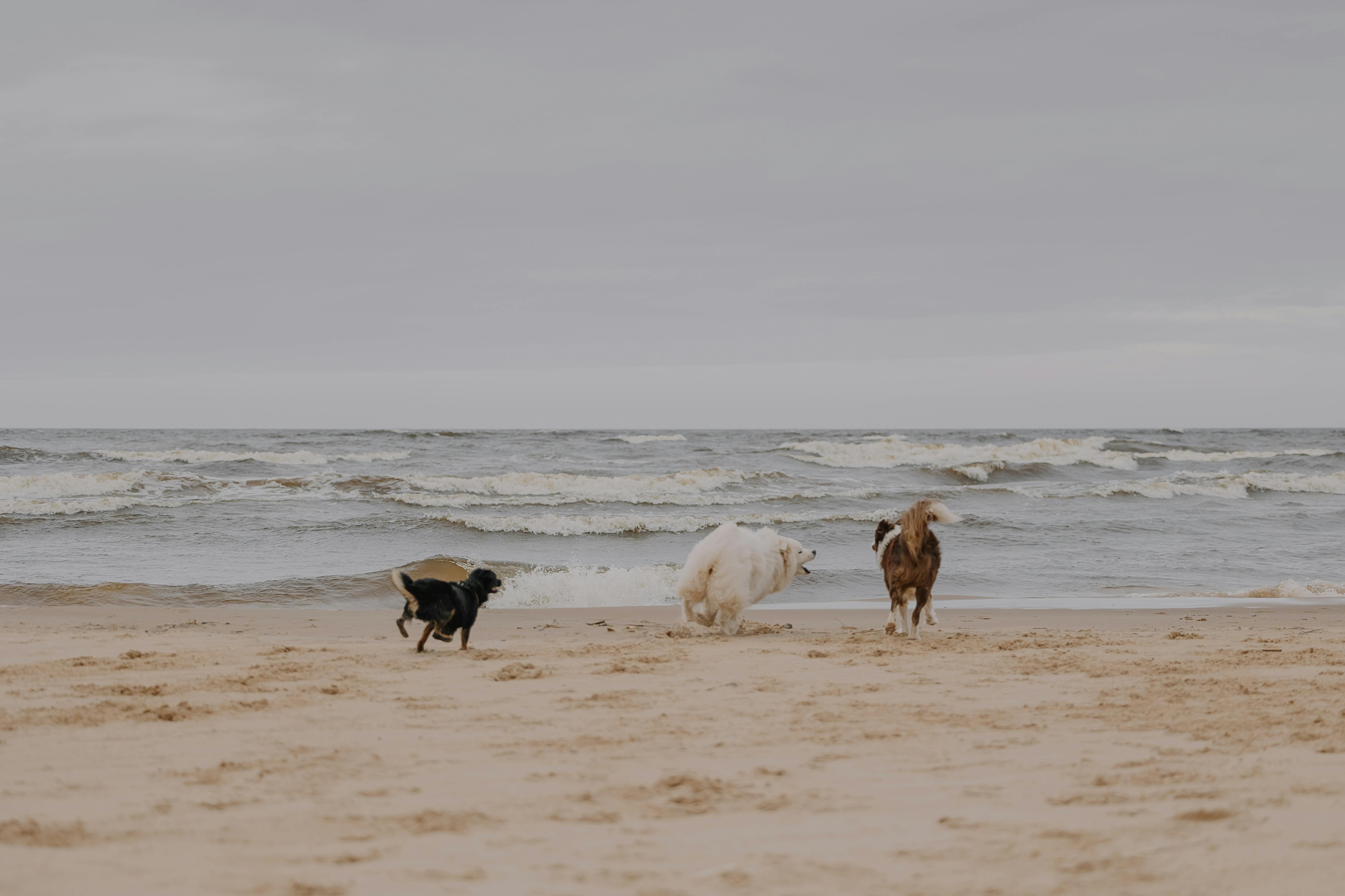 pet lifestyle store — Photo by Elina Volkova on Pexels