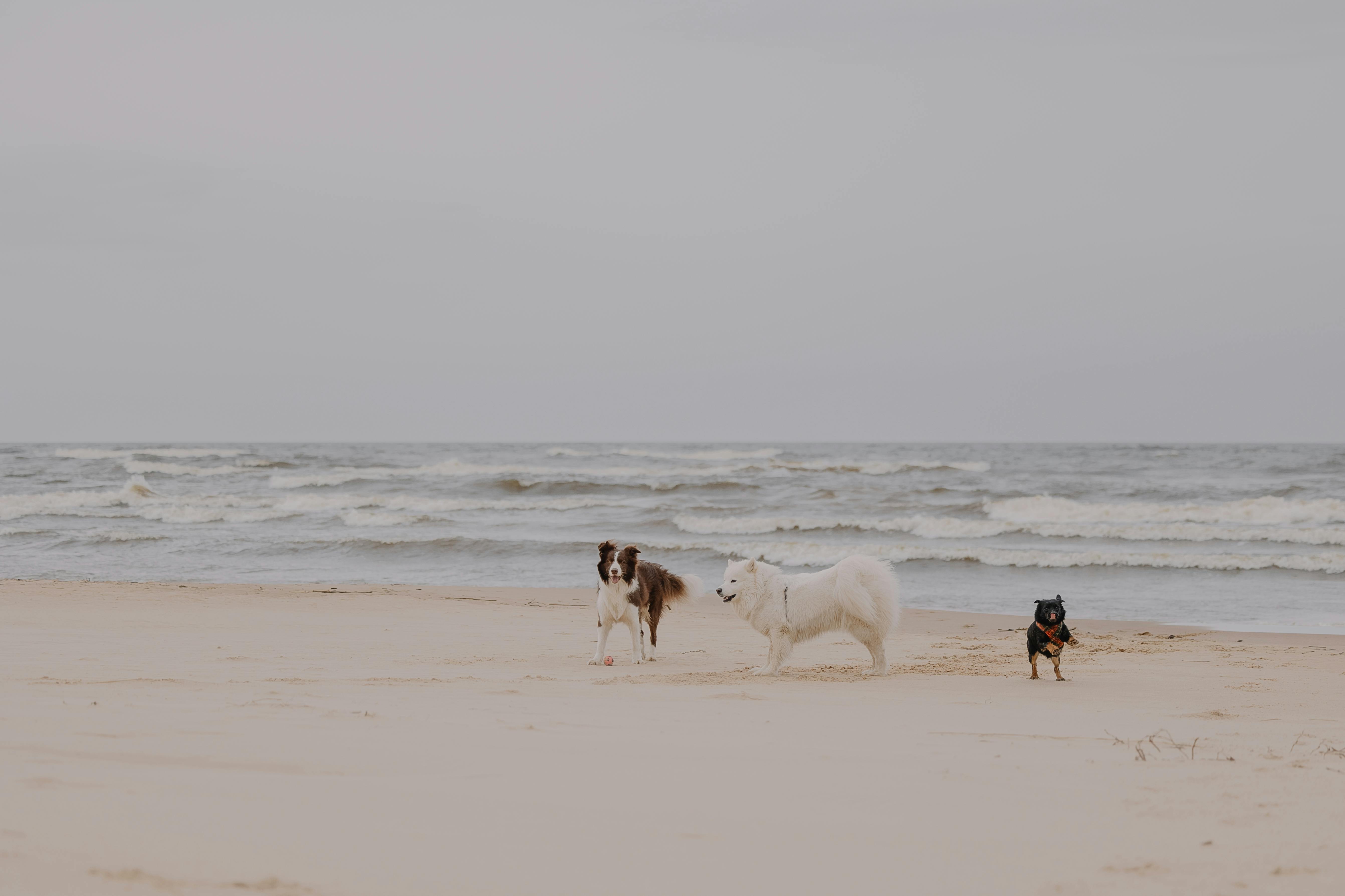 Three dogs on a peaceful beach with gentle waves and sand under a cloudy sky.