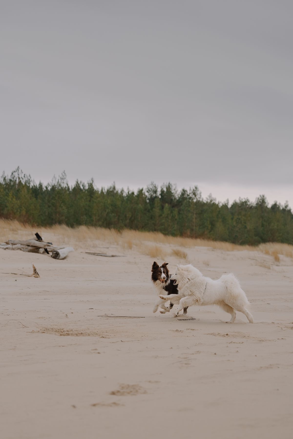 Dogs Enjoying a Playful Day at the Beach · Free Stock Photo