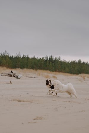 Dogs Enjoying a Playful Day at the Beach · Free Stock Photo