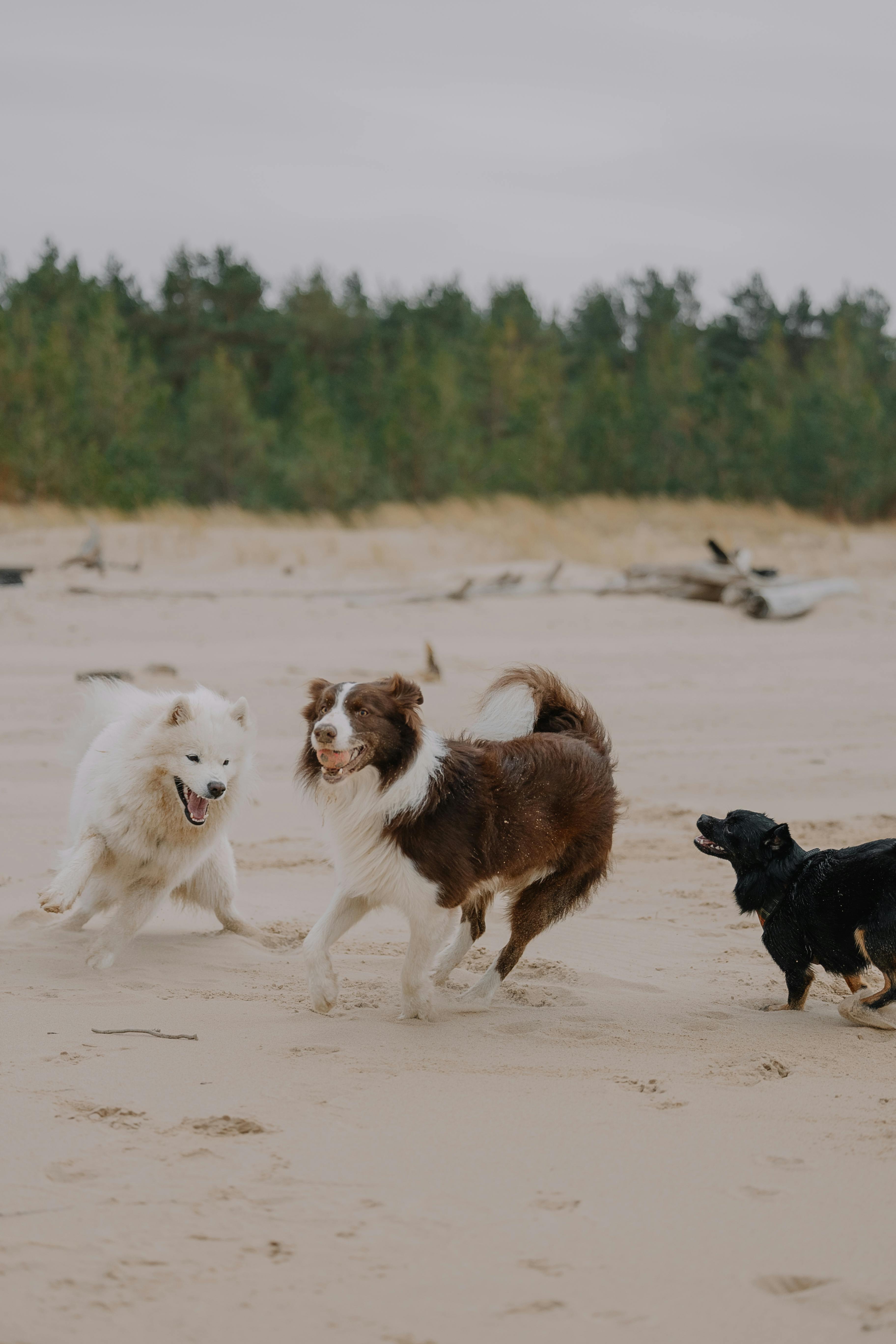 Three dogs frolicking on a sandy beach with a forest backdrop. Perfect for pet-themed projects.
