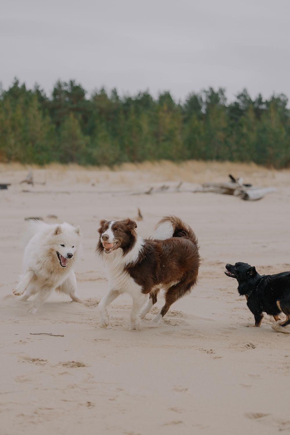 Dogs Enjoying a Playful Day at the Beach · Free Stock Photo