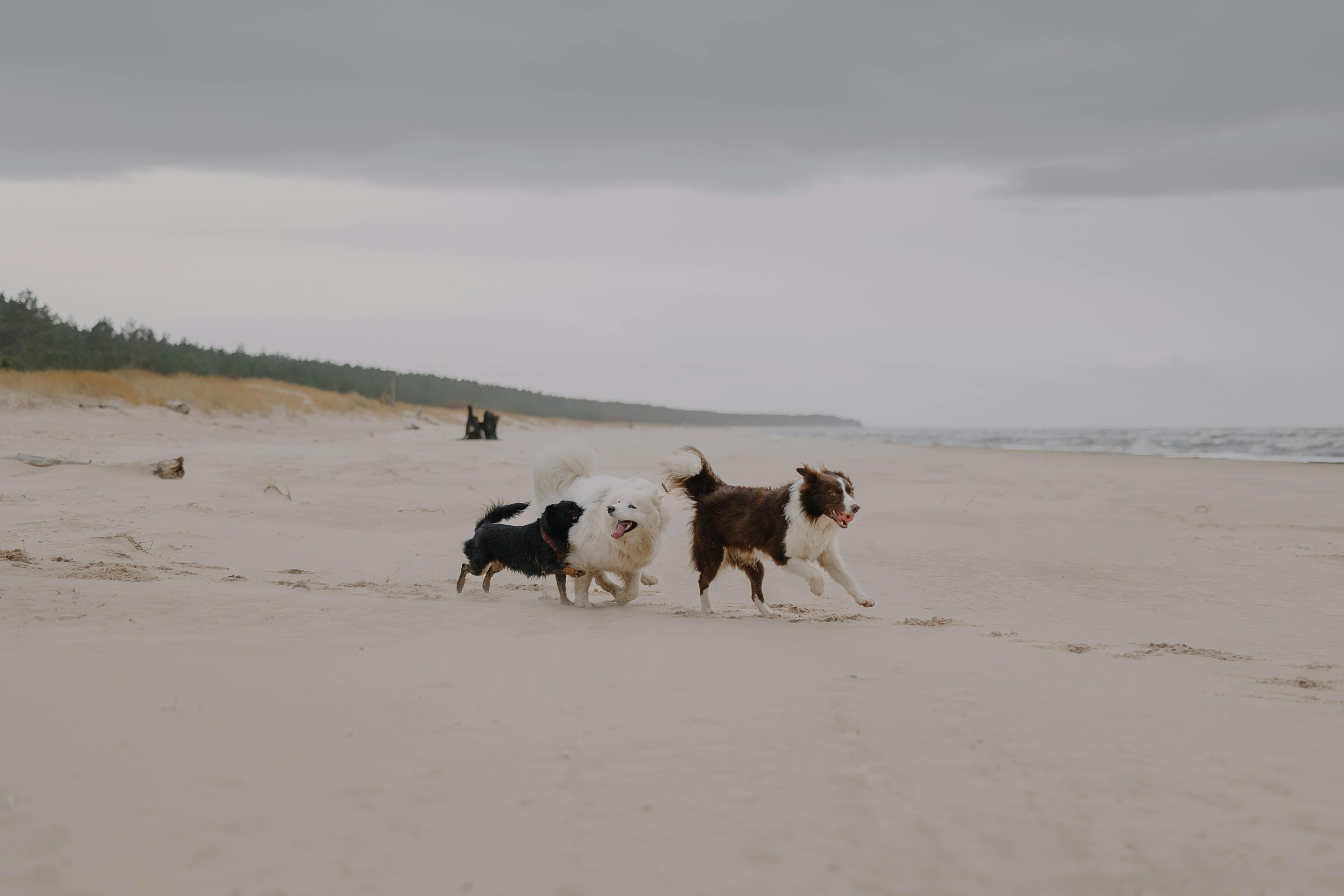 Dogs as Lifestyle Companions: What This Means for Brands &amp; Retailers — Photo by Elina Volkova on Pexels