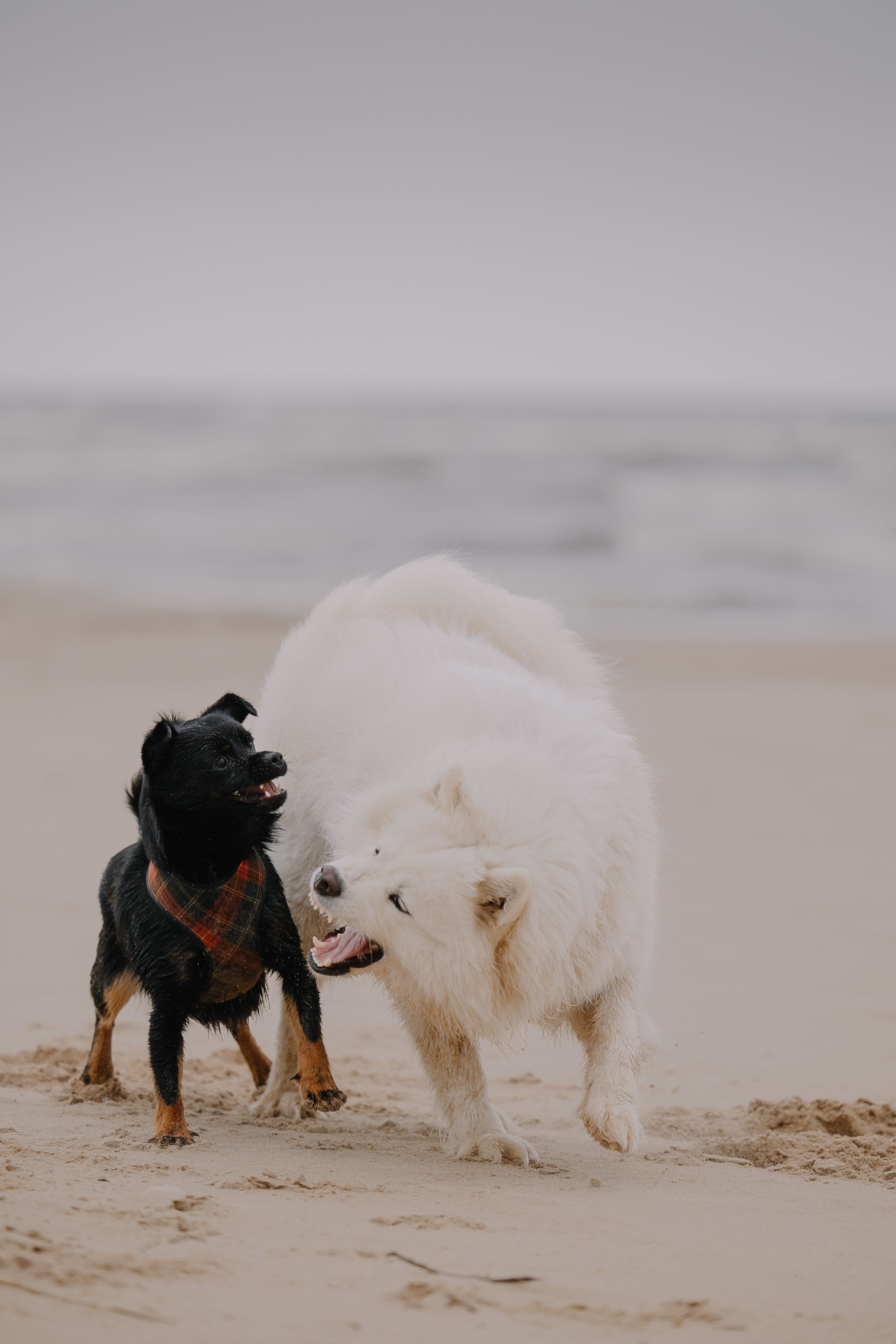 Playful Dogs on a Sandy Beach · Free Stock Photo