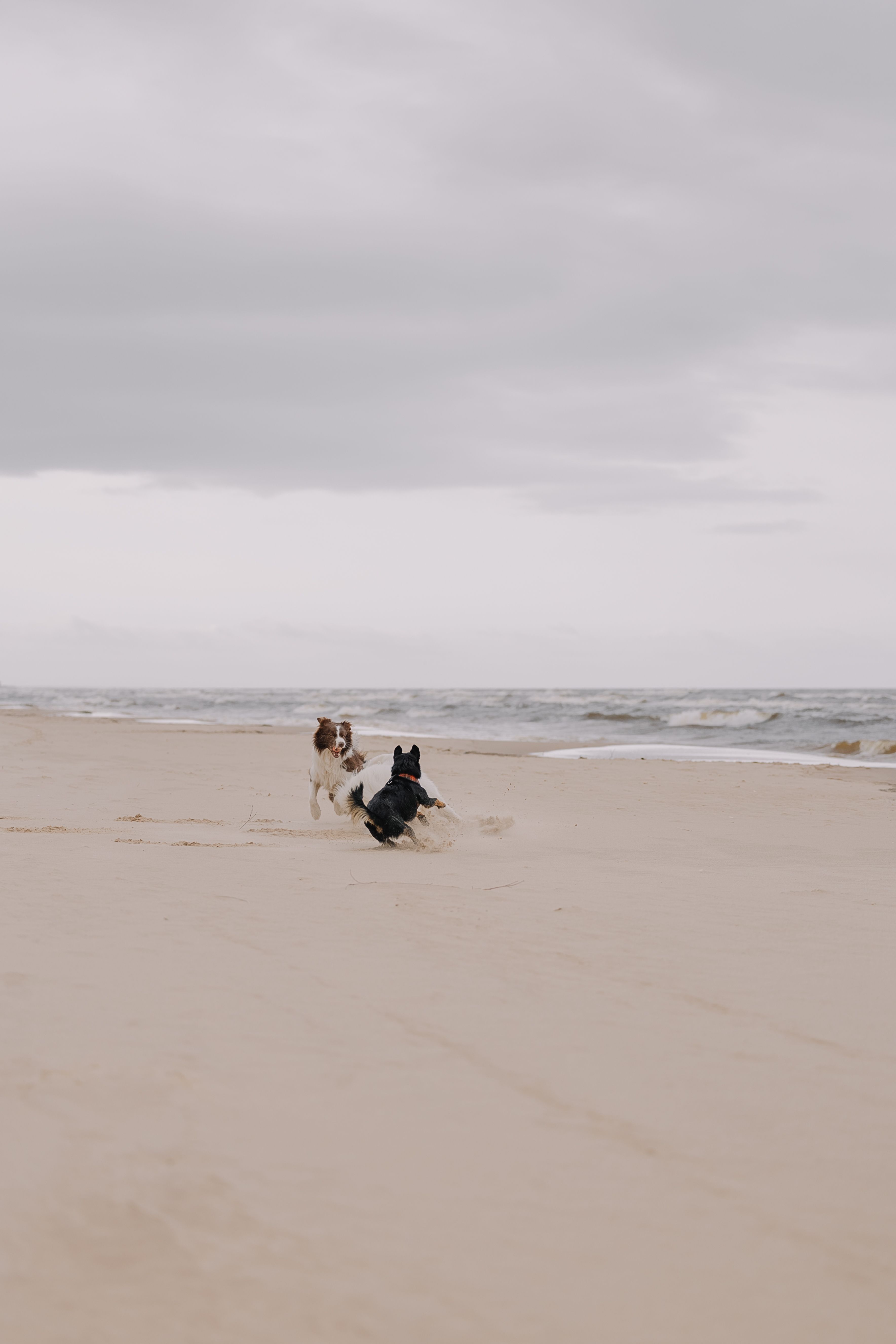 Playful Dogs Running on a Sandy Beach · Free Stock Photo