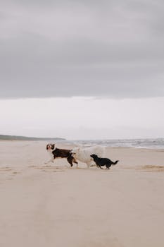 Four dogs frolic on a wide sandy beach under a cloudy sky, capturing a carefree moment.