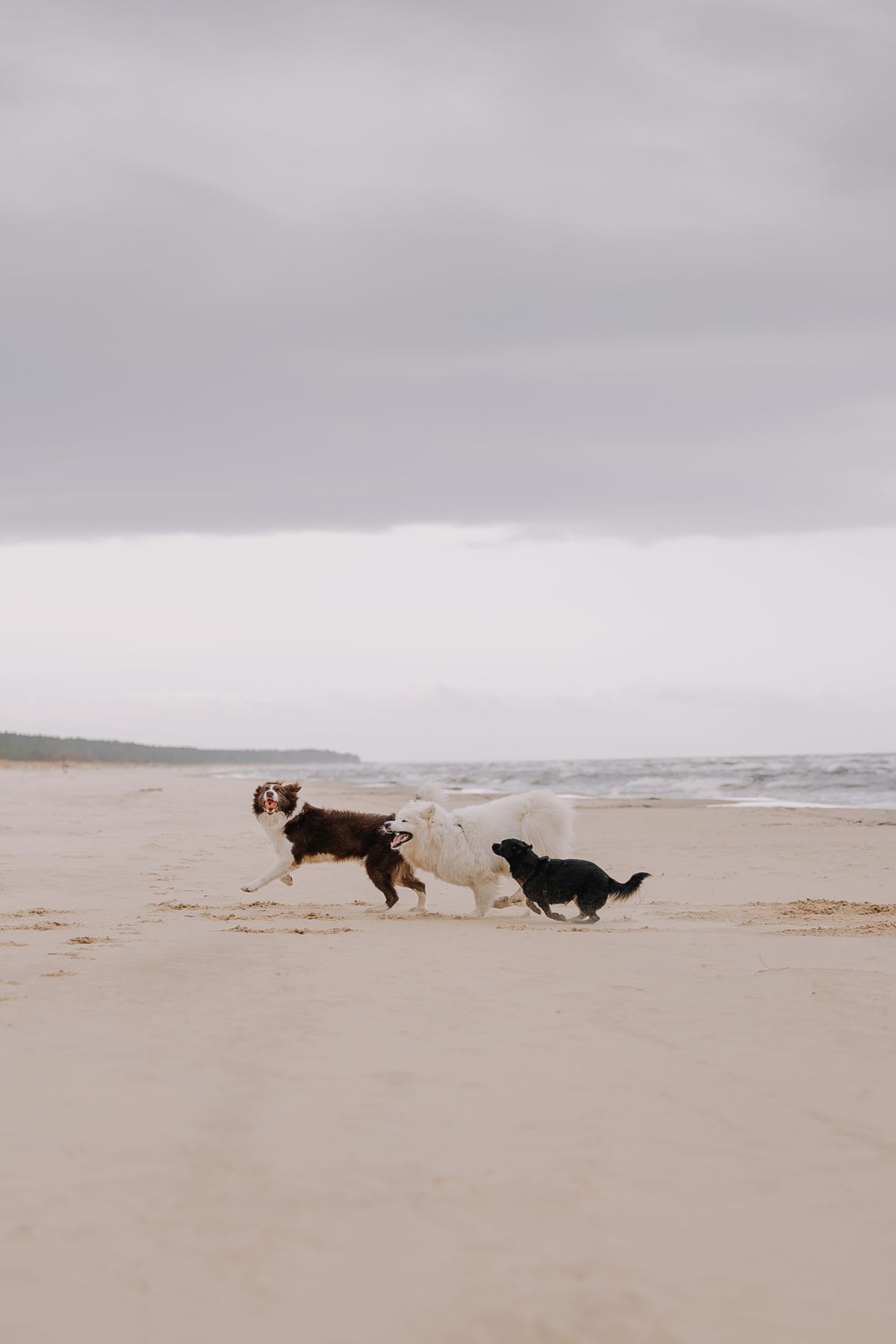 Dogs Enjoying a Playful Day at the Beach · Free Stock Photo