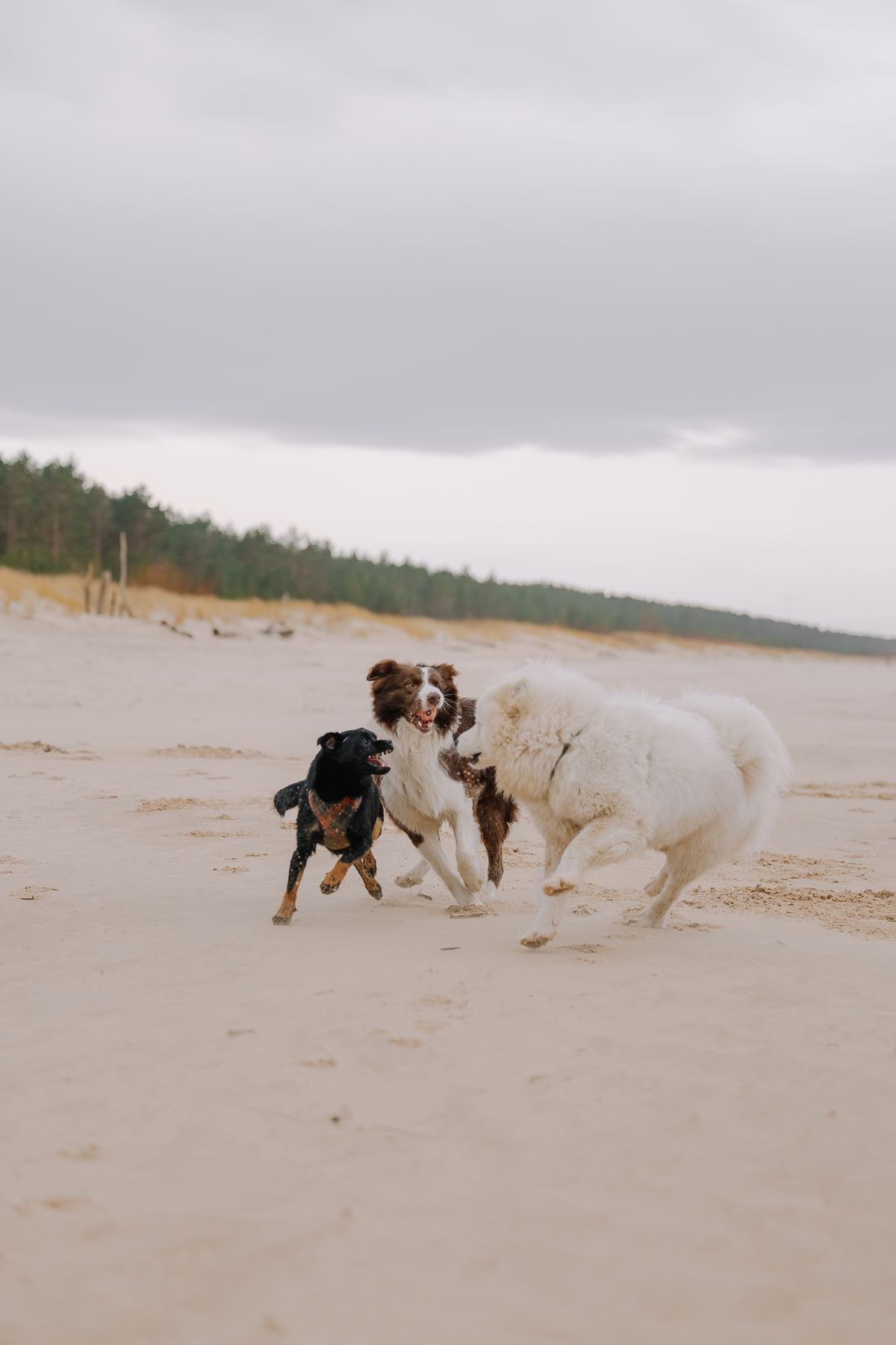 Dogs Enjoying a Playful Day at the Beach · Free Stock Photo