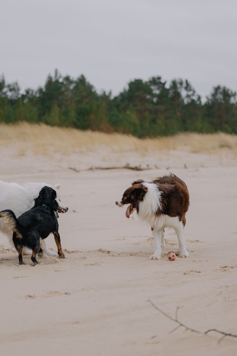 Dogs Enjoying a Playful Day at the Beach · Free Stock Photo