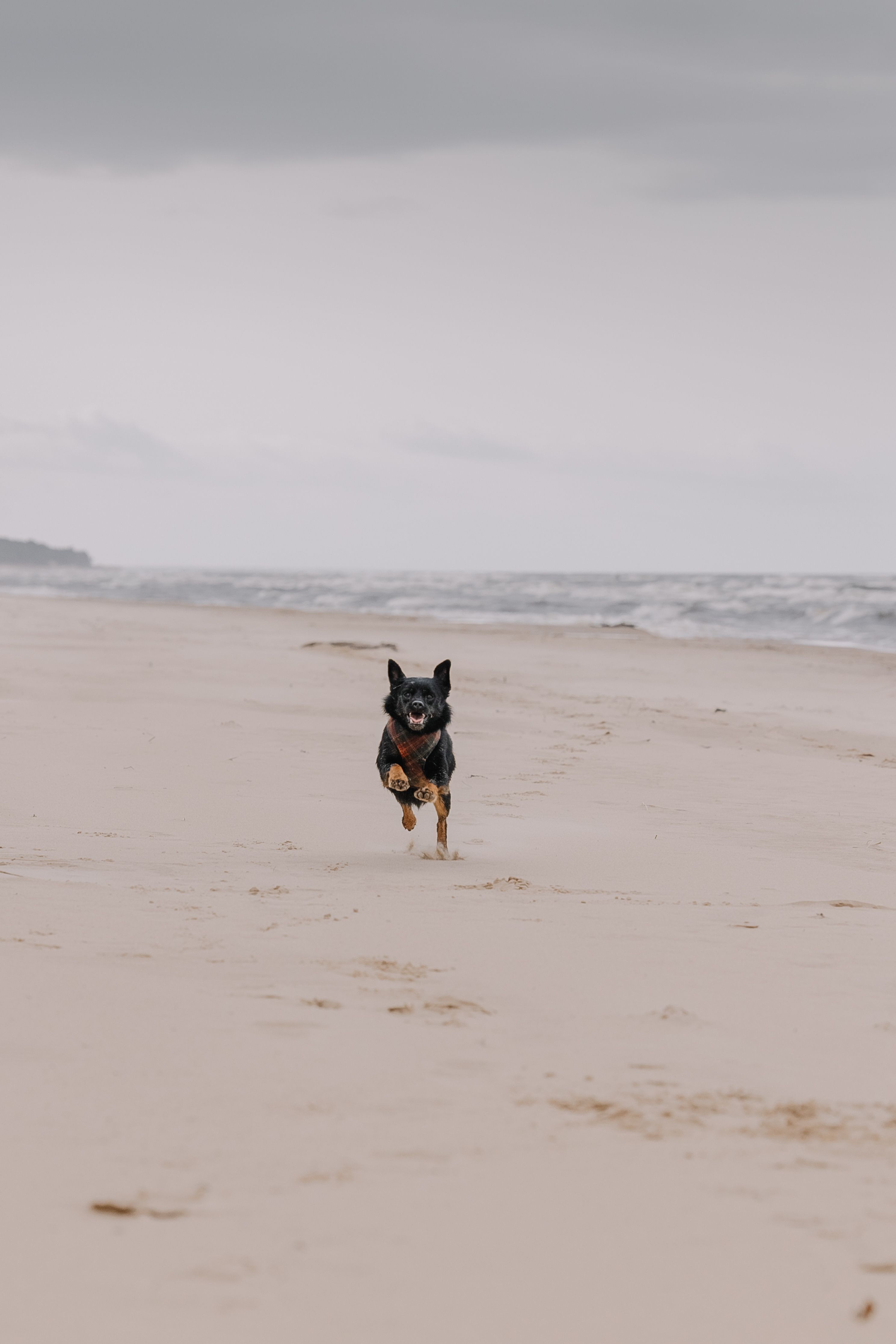 Playful Dog Running on Tranquil Beach · Free Stock Photo