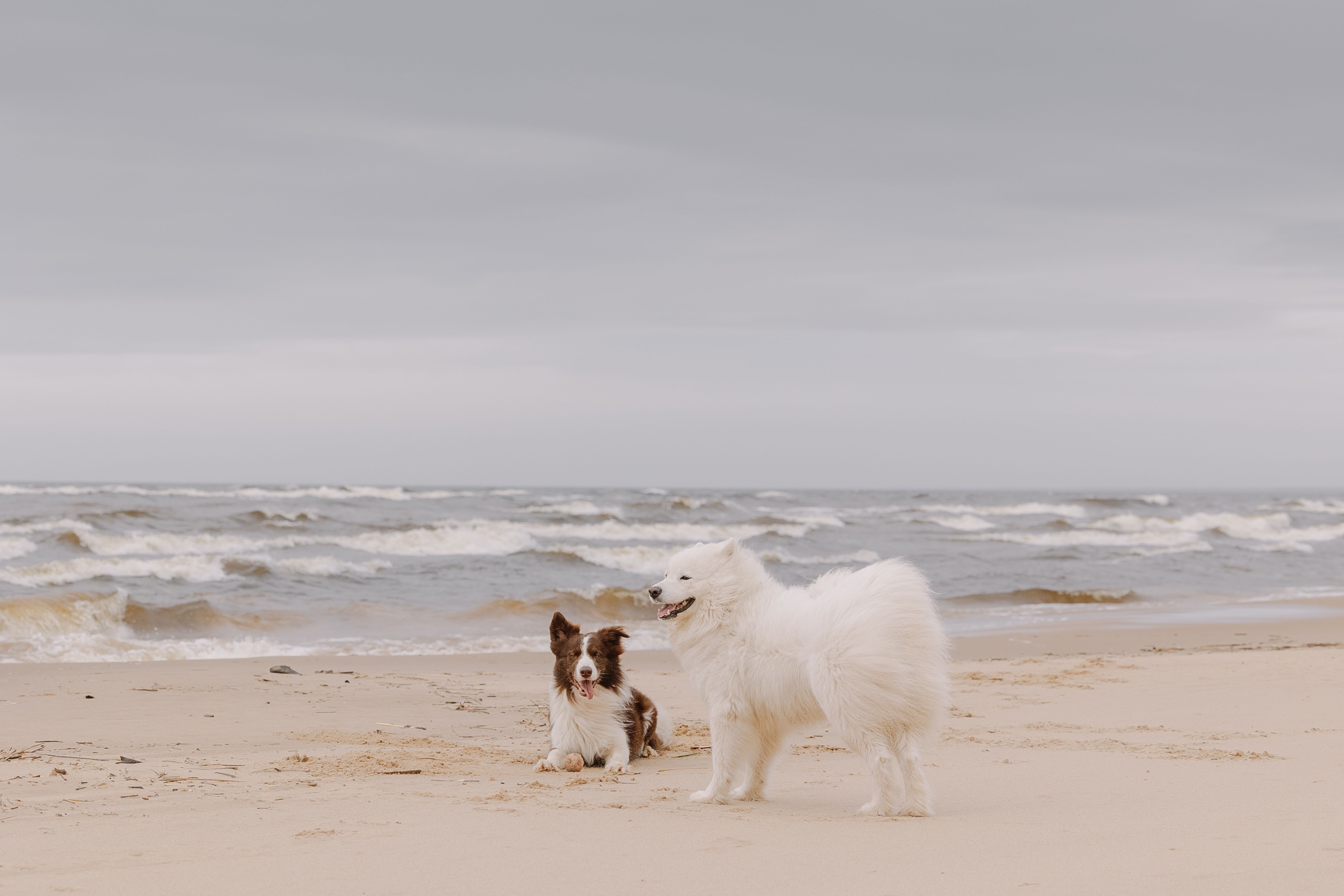 Two Dogs Enjoying a Day at the Beach · Free Stock Photo