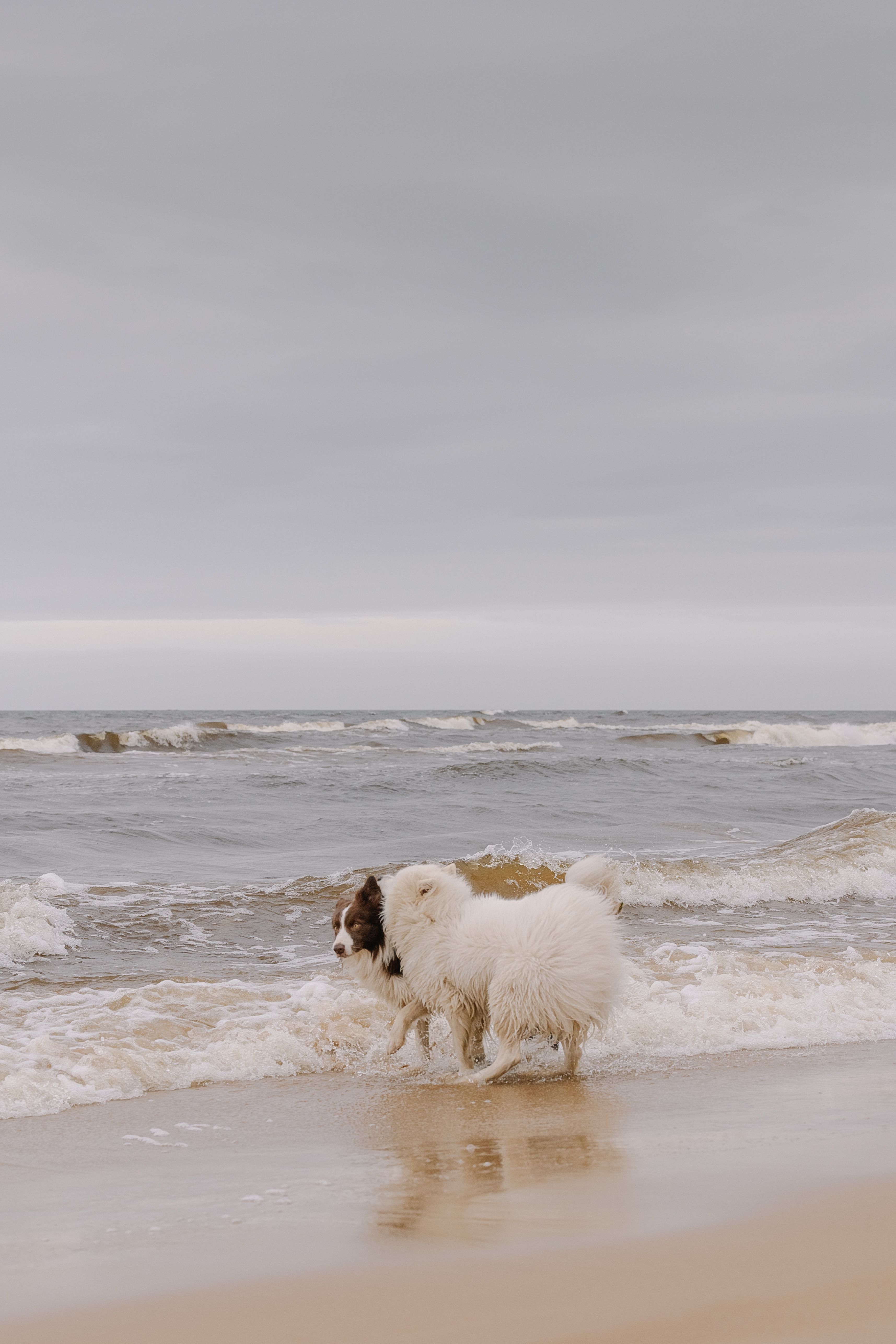 Playful Dog Enjoying a Beach Adventure · Free Stock Photo