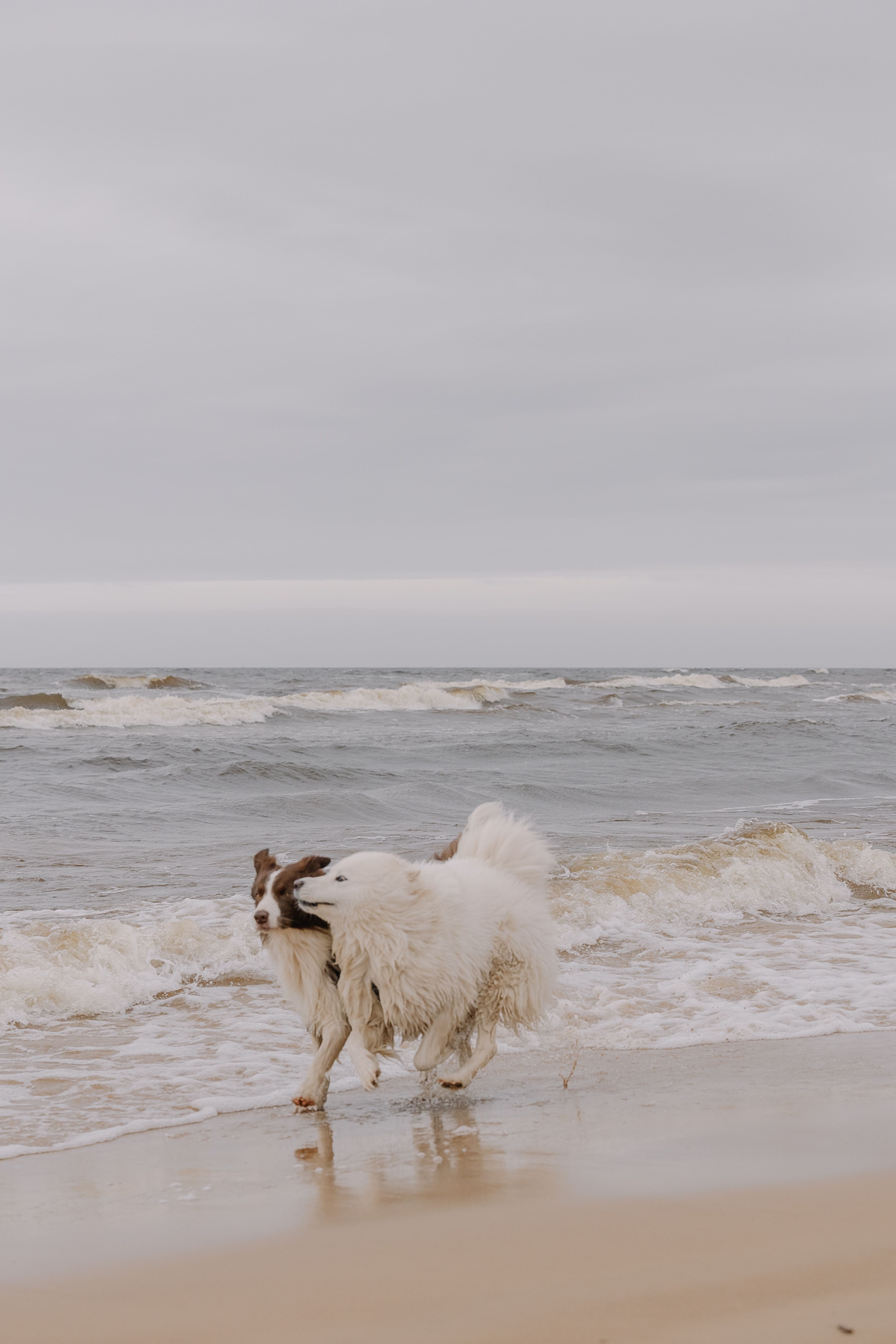 Playful Dogs Enjoying a Breezy Beach Day · Free Stock Photo