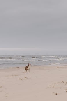 Brown border collie stands on a deserted beach against calming ocean waves.