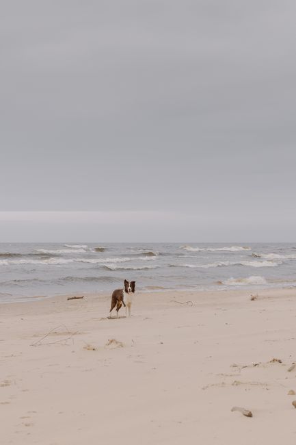 Brown border collie stands on a deserted beach against calming ocean waves.
