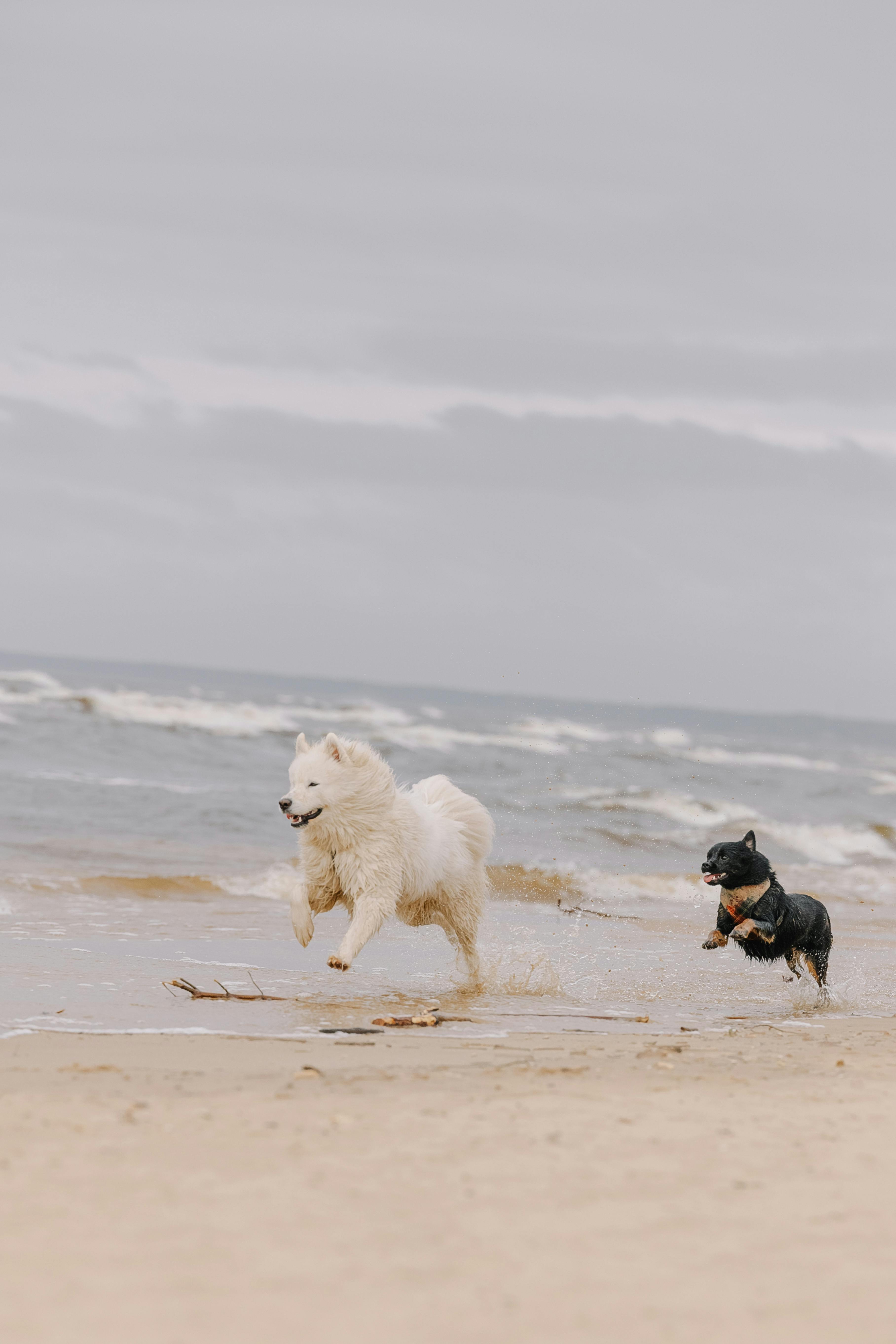 Why Do Dogs Have Wet Noses? Discover Fascinating Reasons Today! 9 Nature’s Design: How Wet Noses Benefit Dogs in the Wild