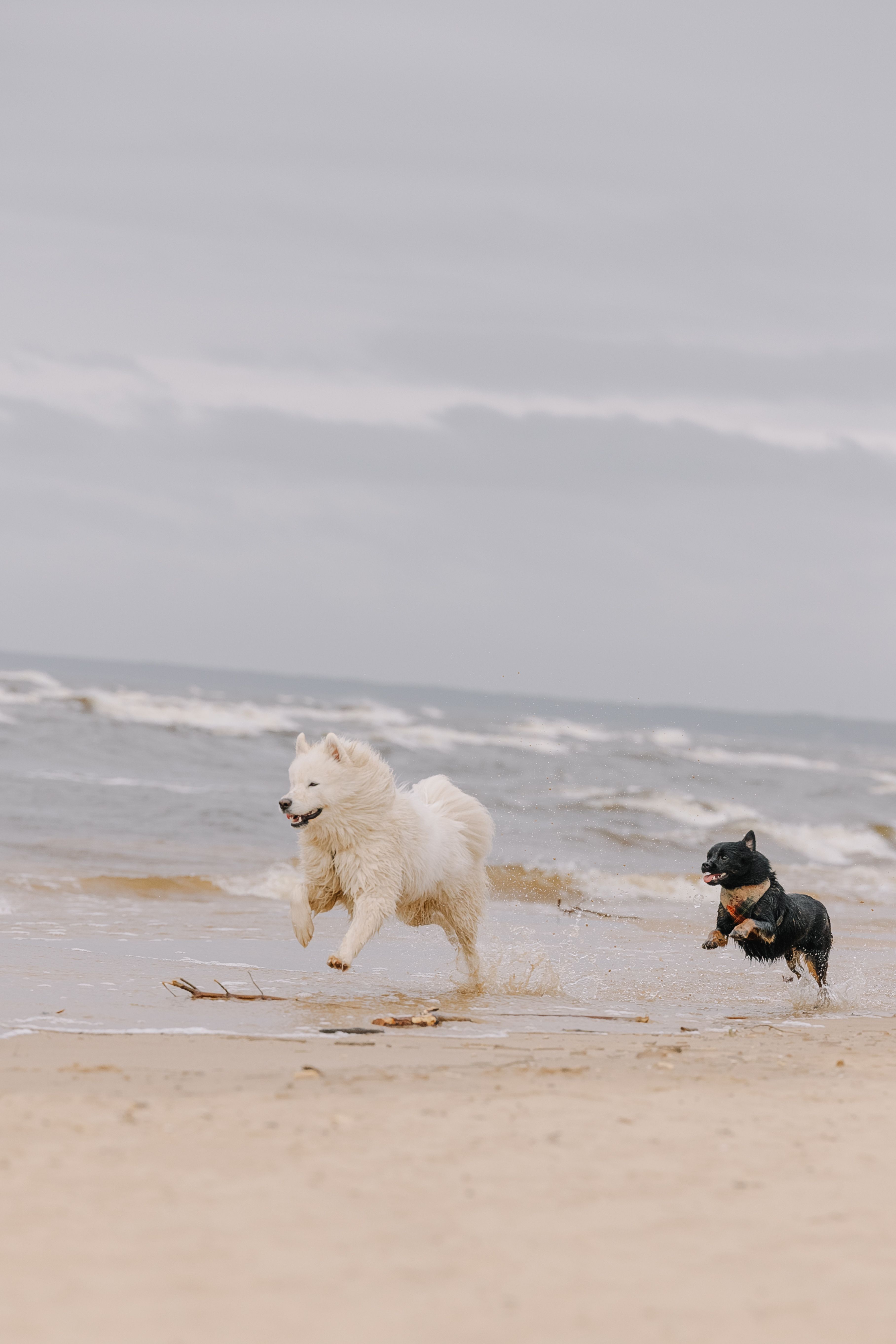 Dos Perros Jugando En Una Playa En Otoño · Foto de stock gratuita